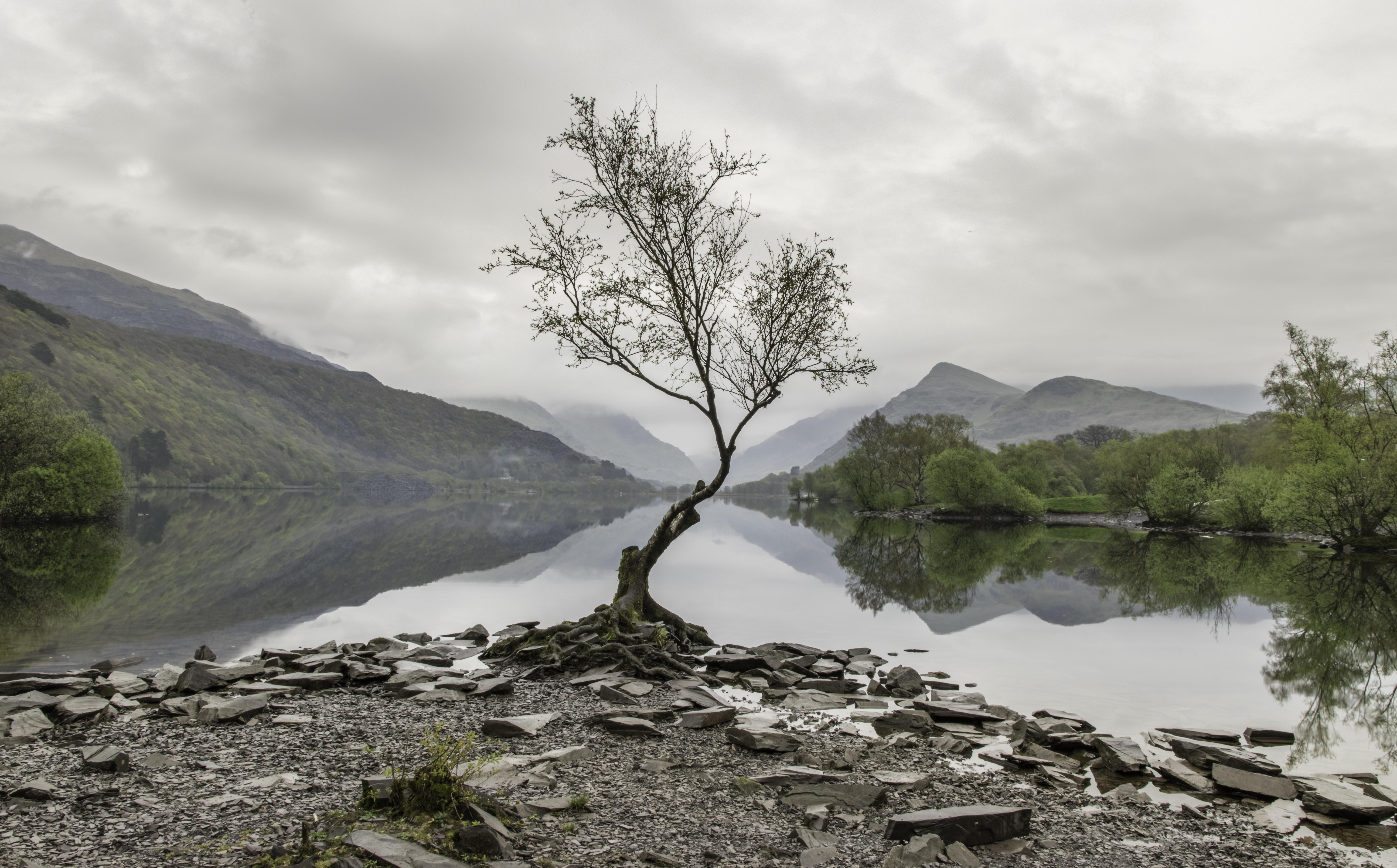 The Lonely Tree, llyn padarn, llanberis ( 5998 x 3724 ) by Ste ...