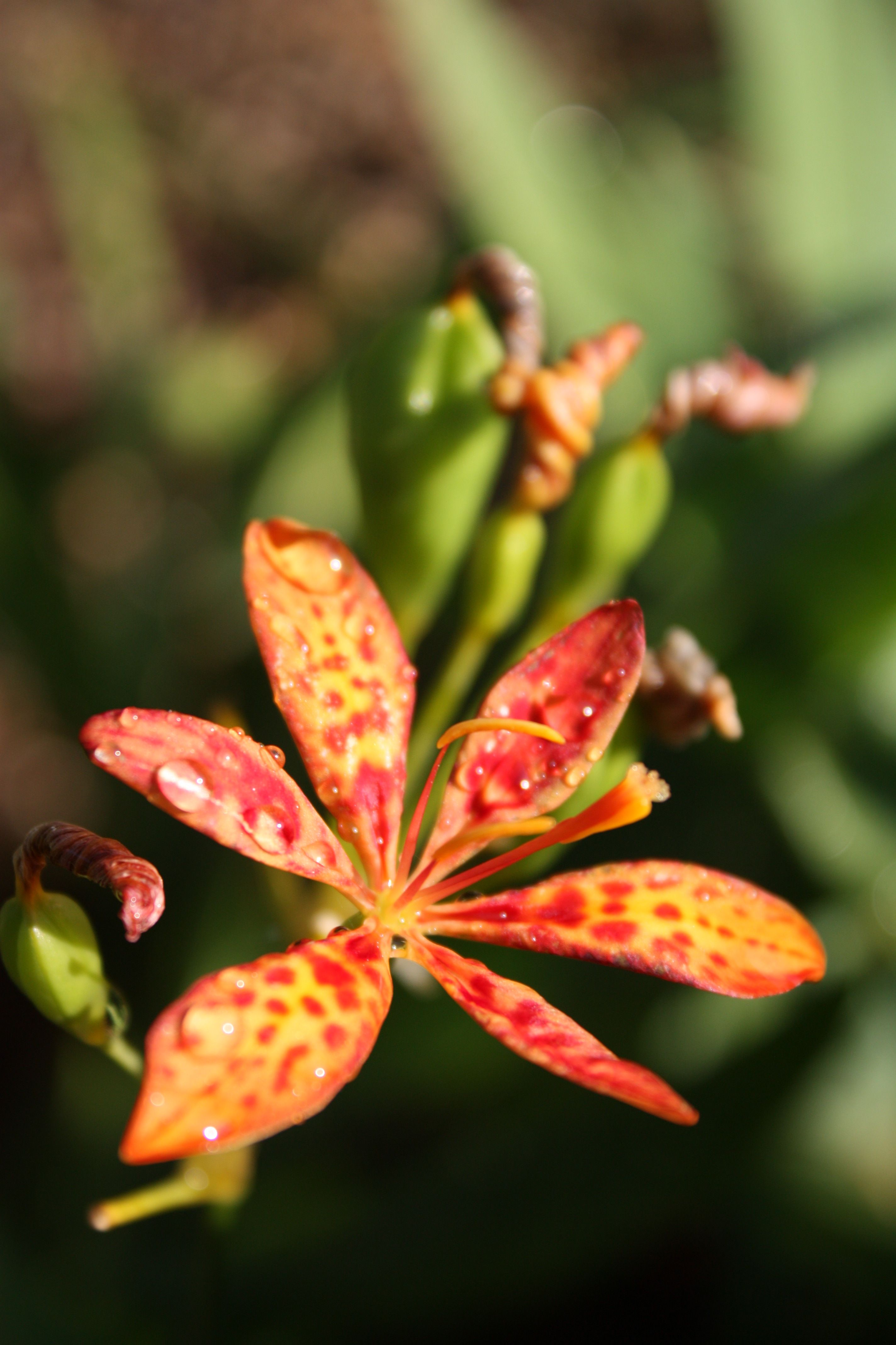 Candy lily from the main flower garden | Gardening | Pinterest ...
