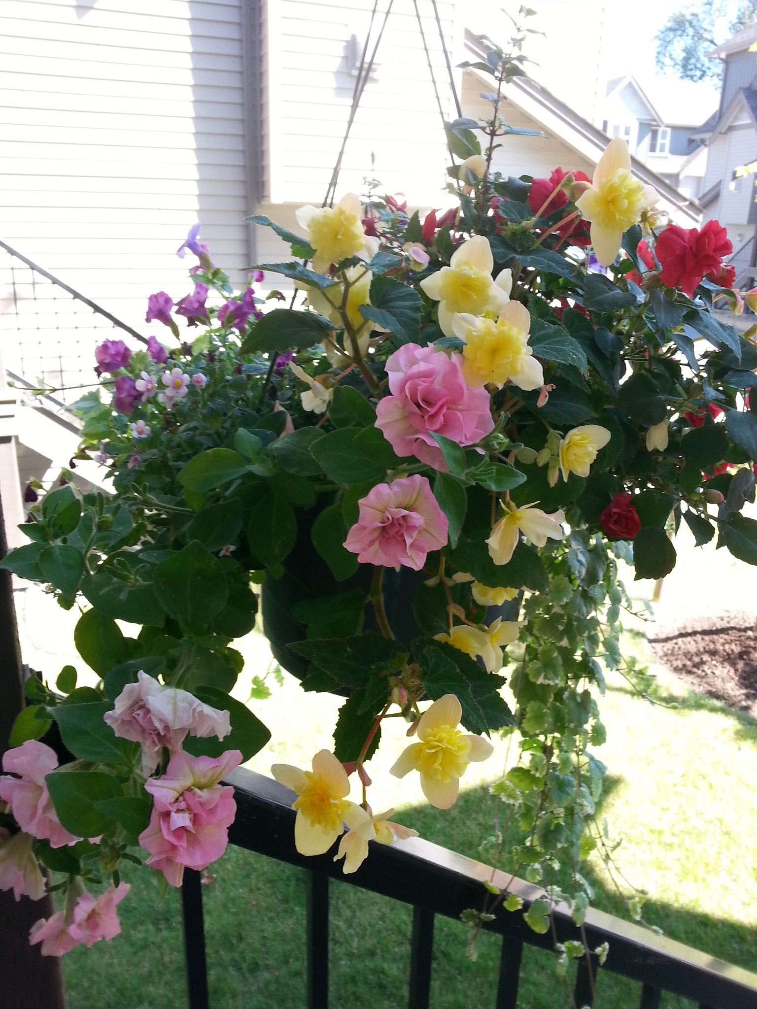 These shade loving flowers are doing great on my front porch. I ...