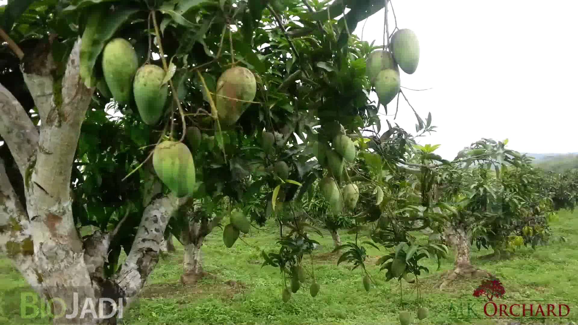 Mango - Organically Grown @ MK Orchard - YouTube