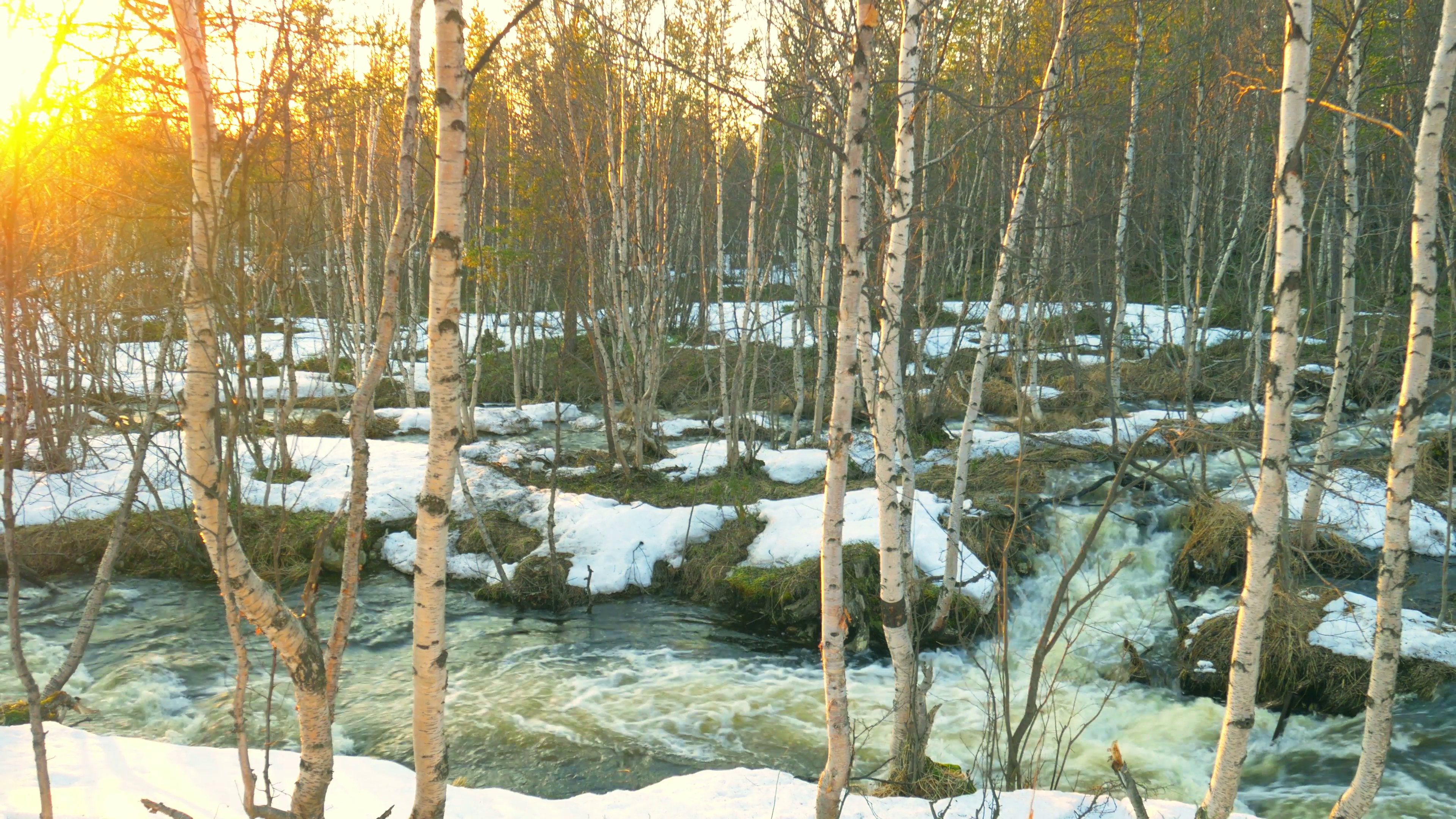 The melting snow in the spring.Rough river in the forest at sunset ...
