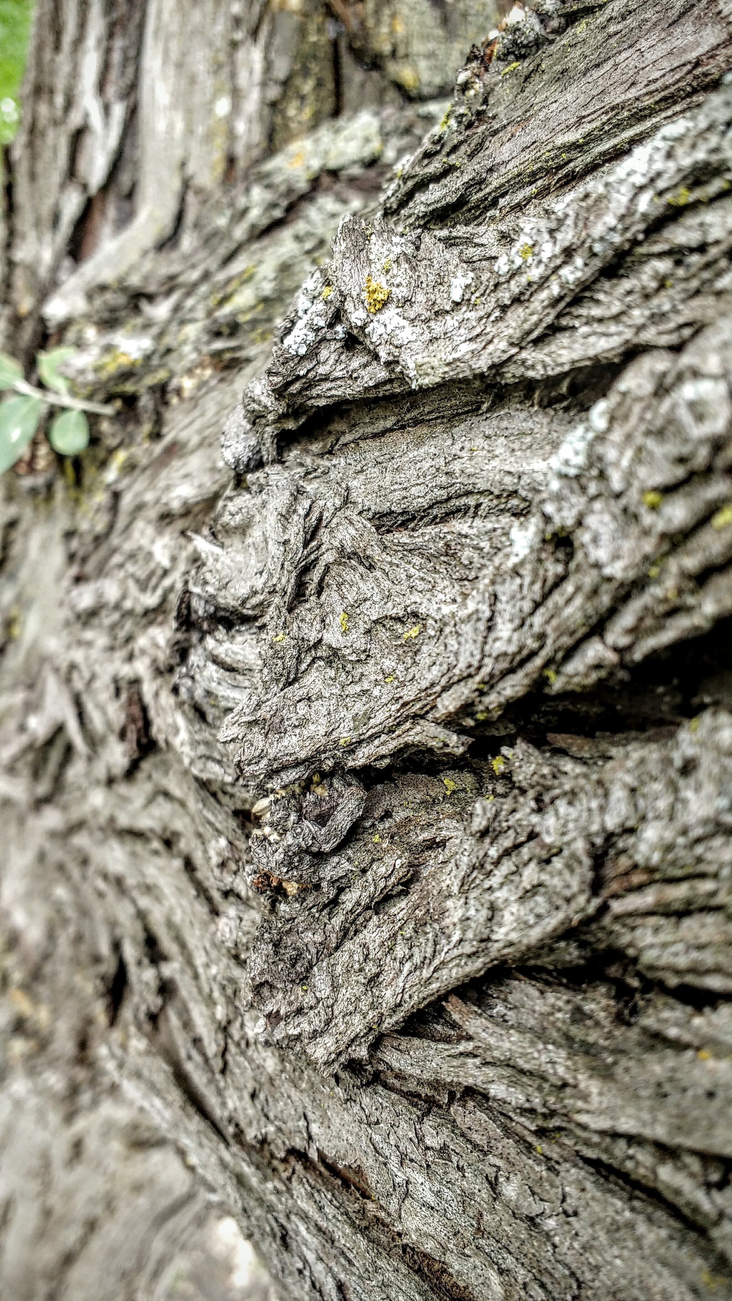 The old wrinkled tree photo