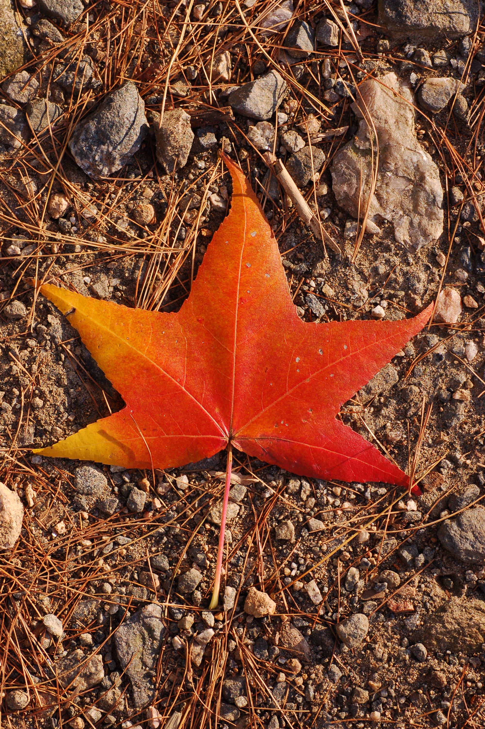 File:Autumn Unidentified Red Orange Leaf 2000px.jpg - Wikimedia Commons