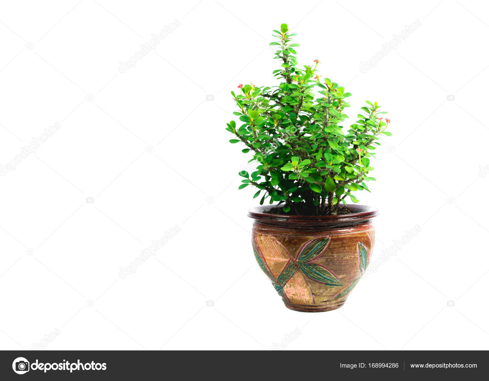 Green potted plant, trees in the pot isolated on white background ...