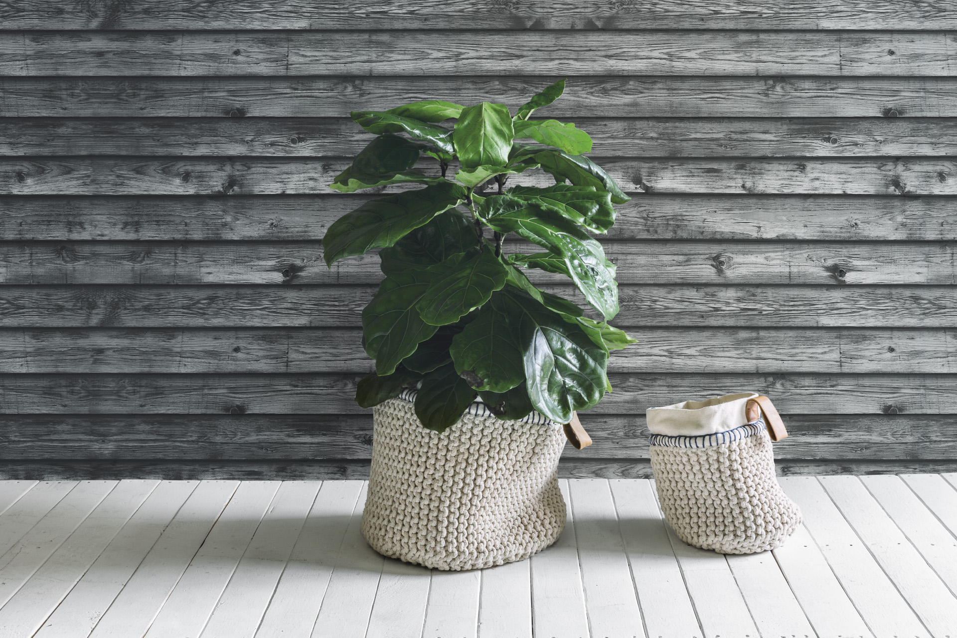 the pot plant man – caring for fiddle leaf figs