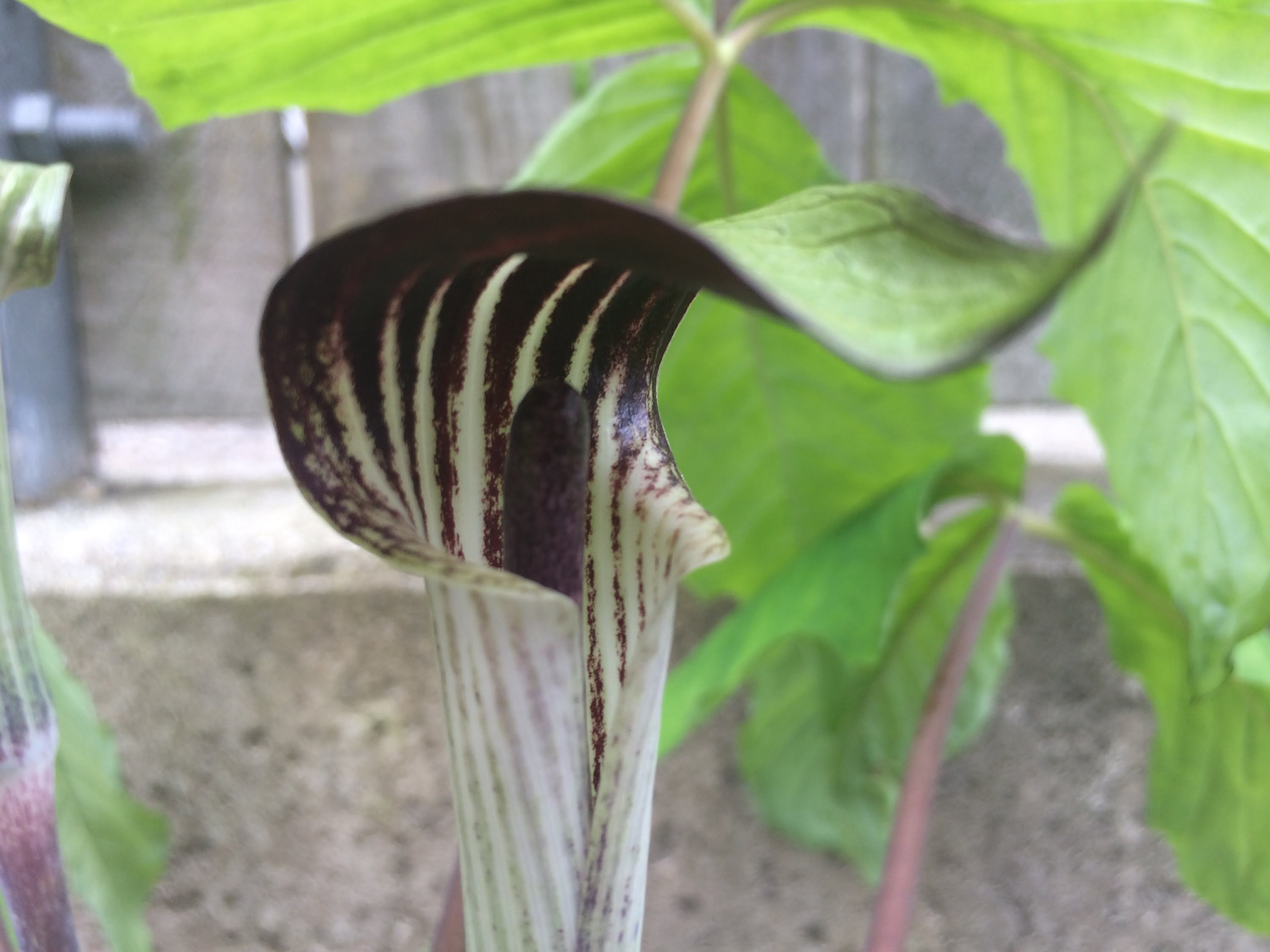 REPOTTING A JACK-IN-THE-PULPIT, SOMETHING ATE IT / ARISAEMA ...