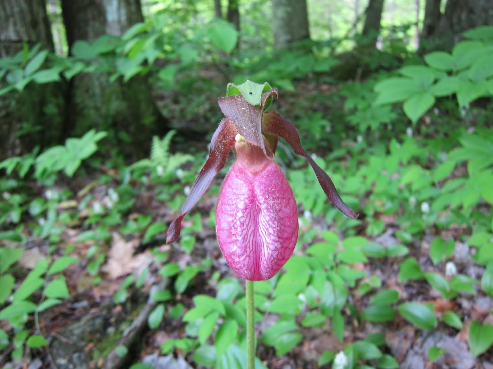 jack in the pulpit along Beard Brook | Stonewall Farm Bed and Breakfast