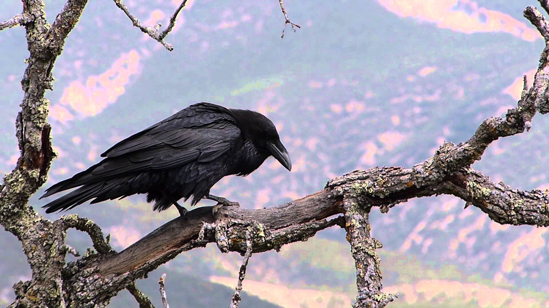Raven Finds Meal in Dead Blue Oak Tree - YouTube