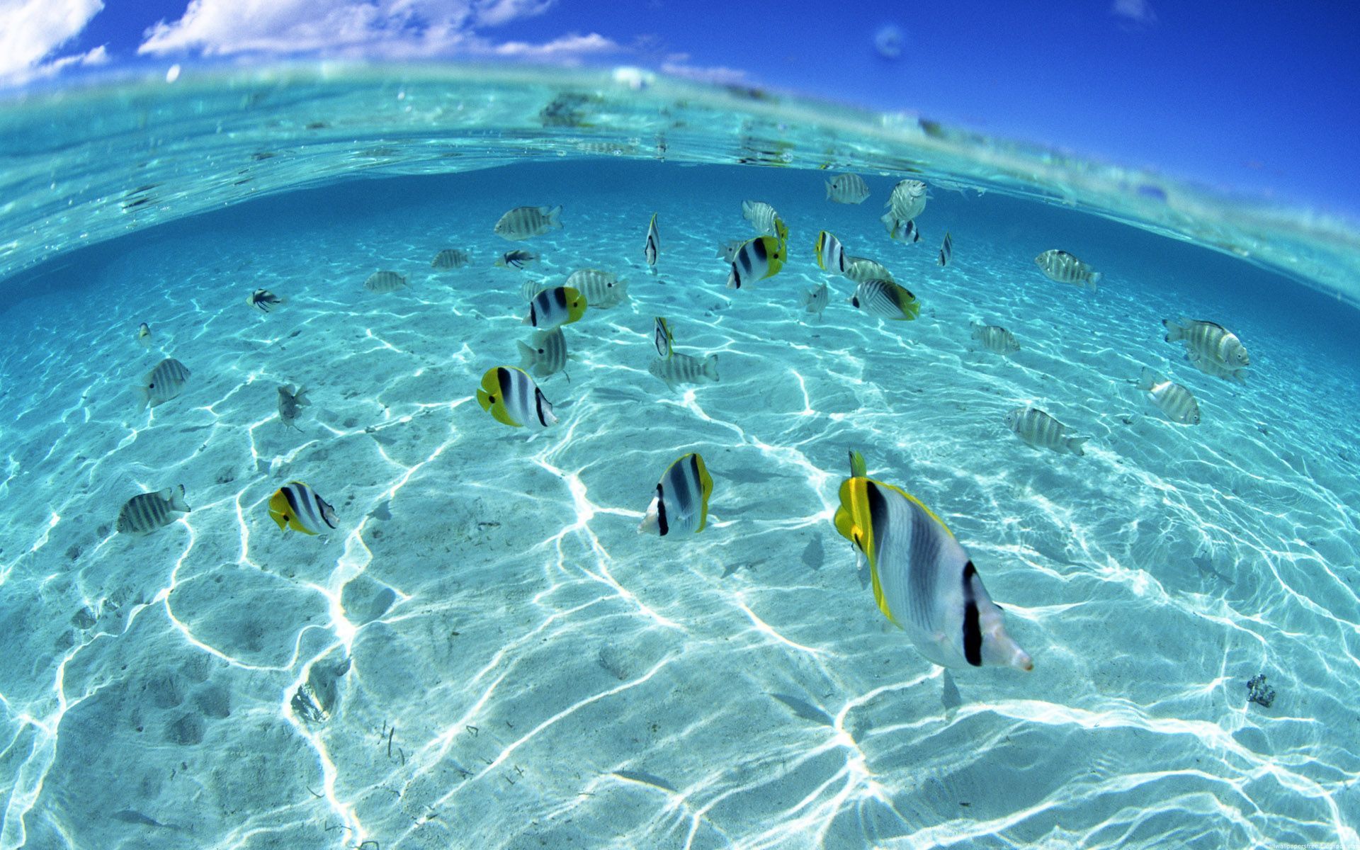 Fish in a shallow sea