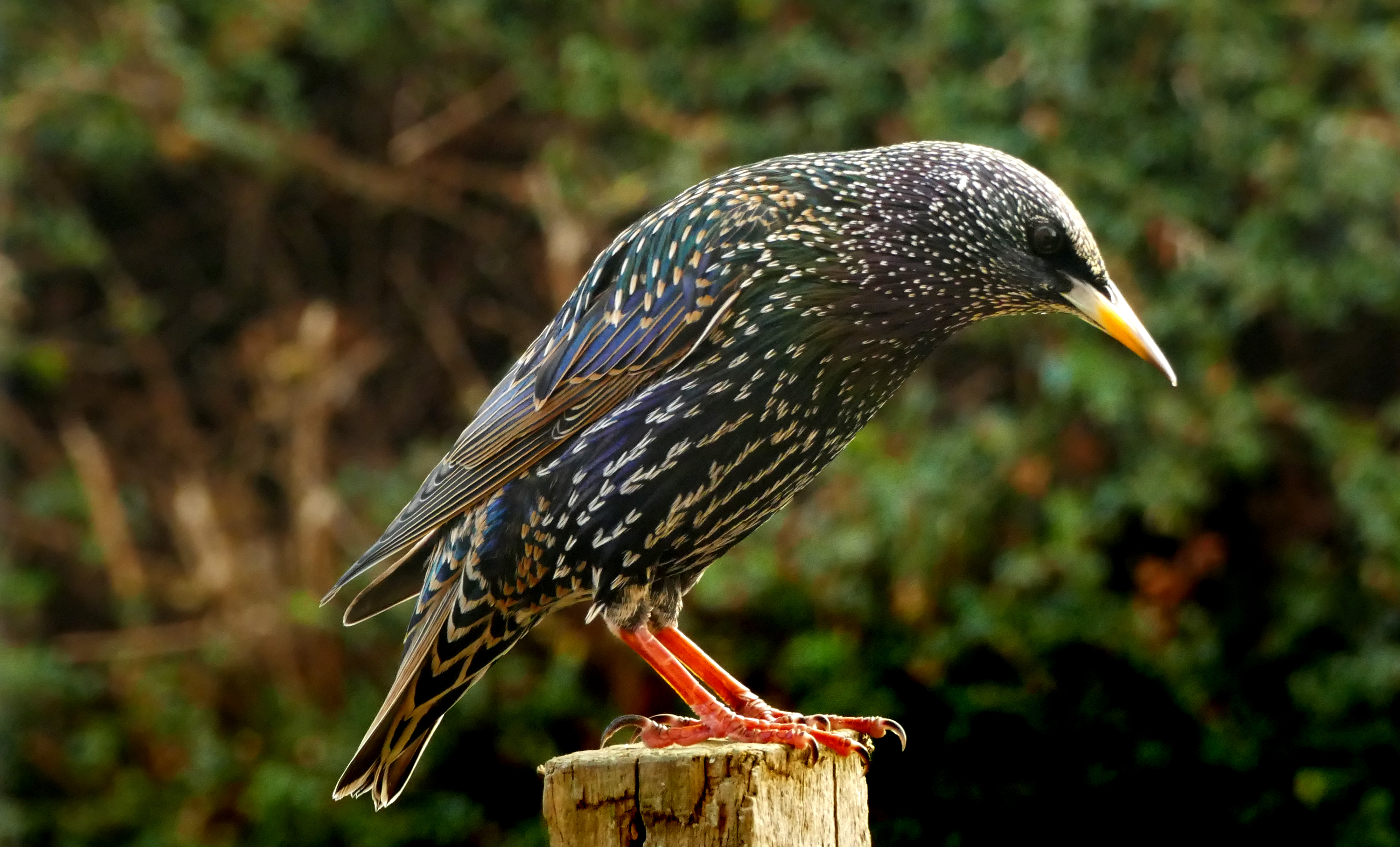 The starling.(sturnus vulgaris) photo
