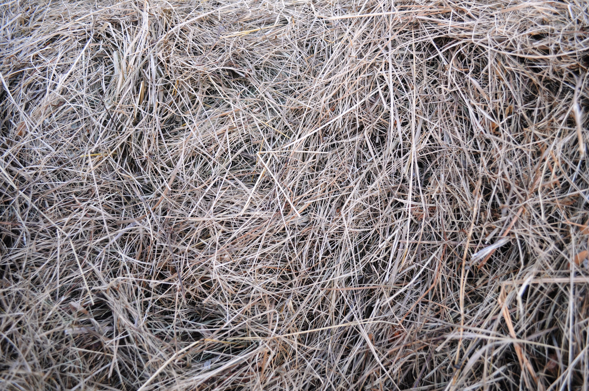 The Texture Of The Hay Free Stock Photo - Public Domain Pictures