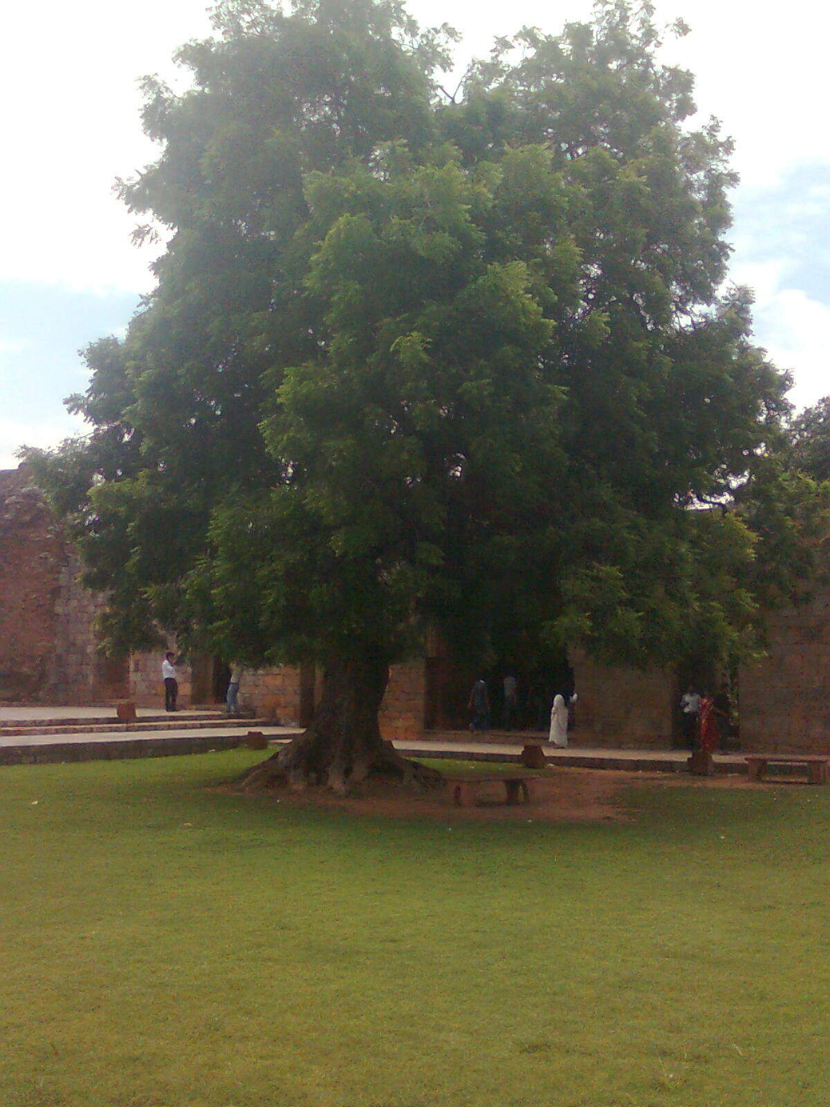 The tree photo