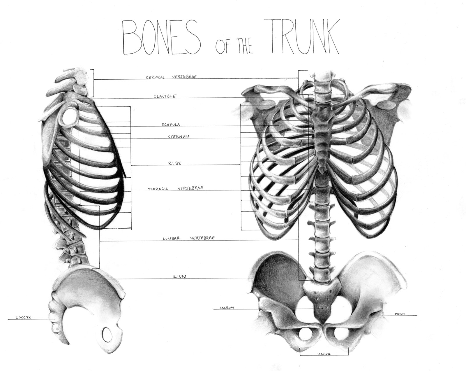 Bones of the Trunk by JREAGANA on DeviantArt