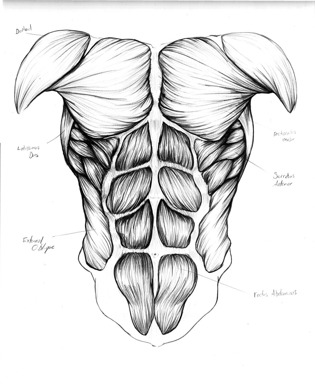 Muscles of the Trunk by OuchIllustrates | My ART Inspiration ...