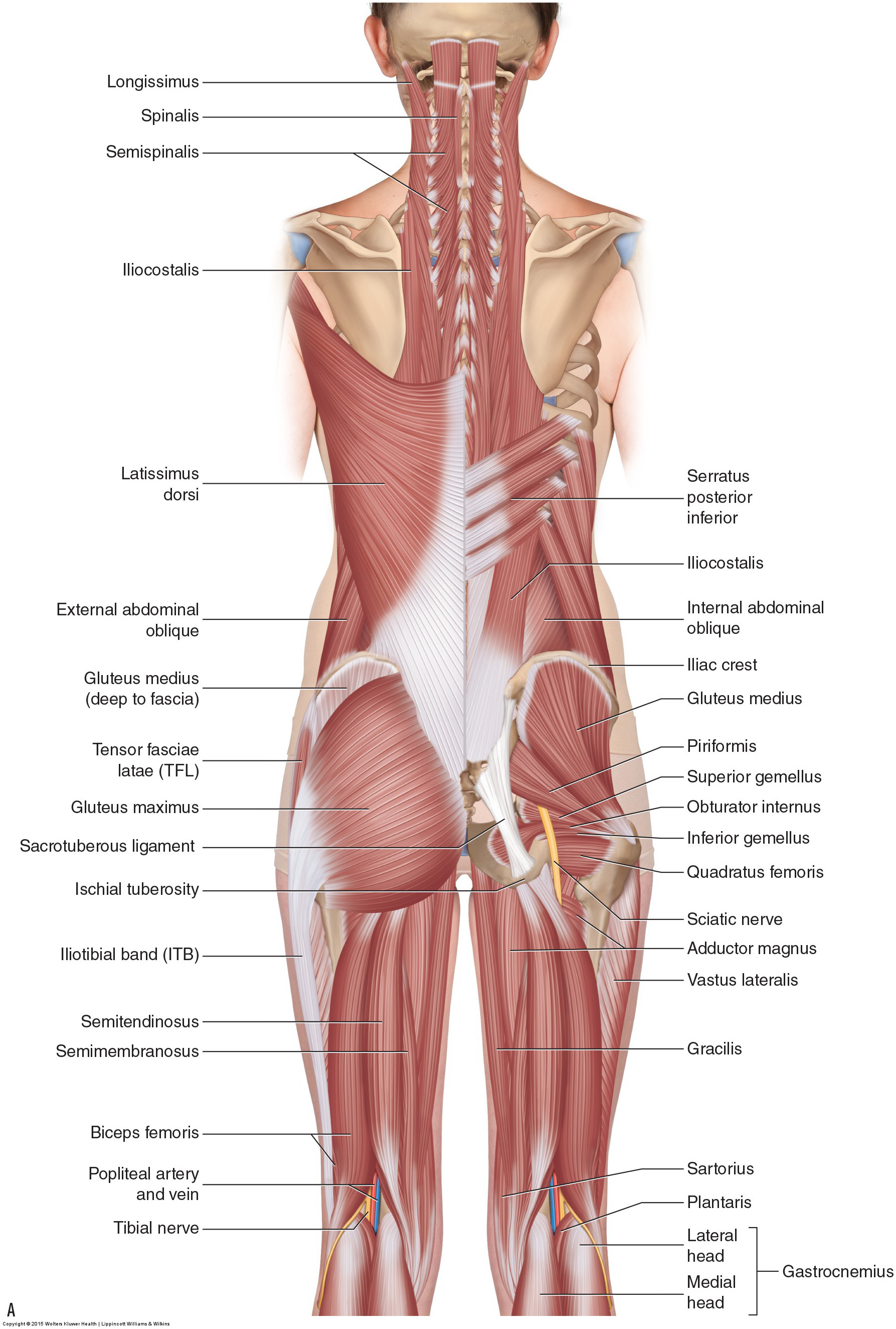 Muscles of the Lumbar Spine of the Trunk