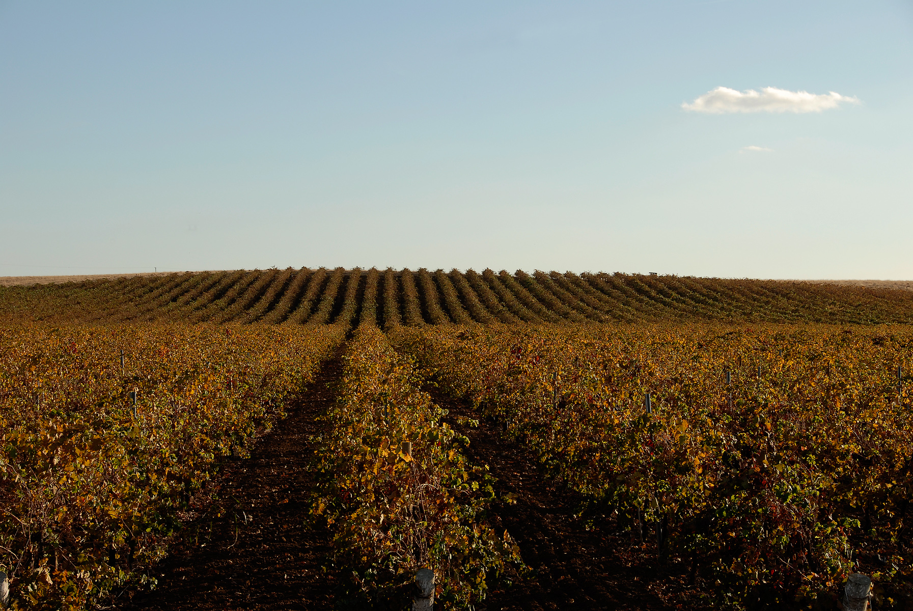 The vineyard photo