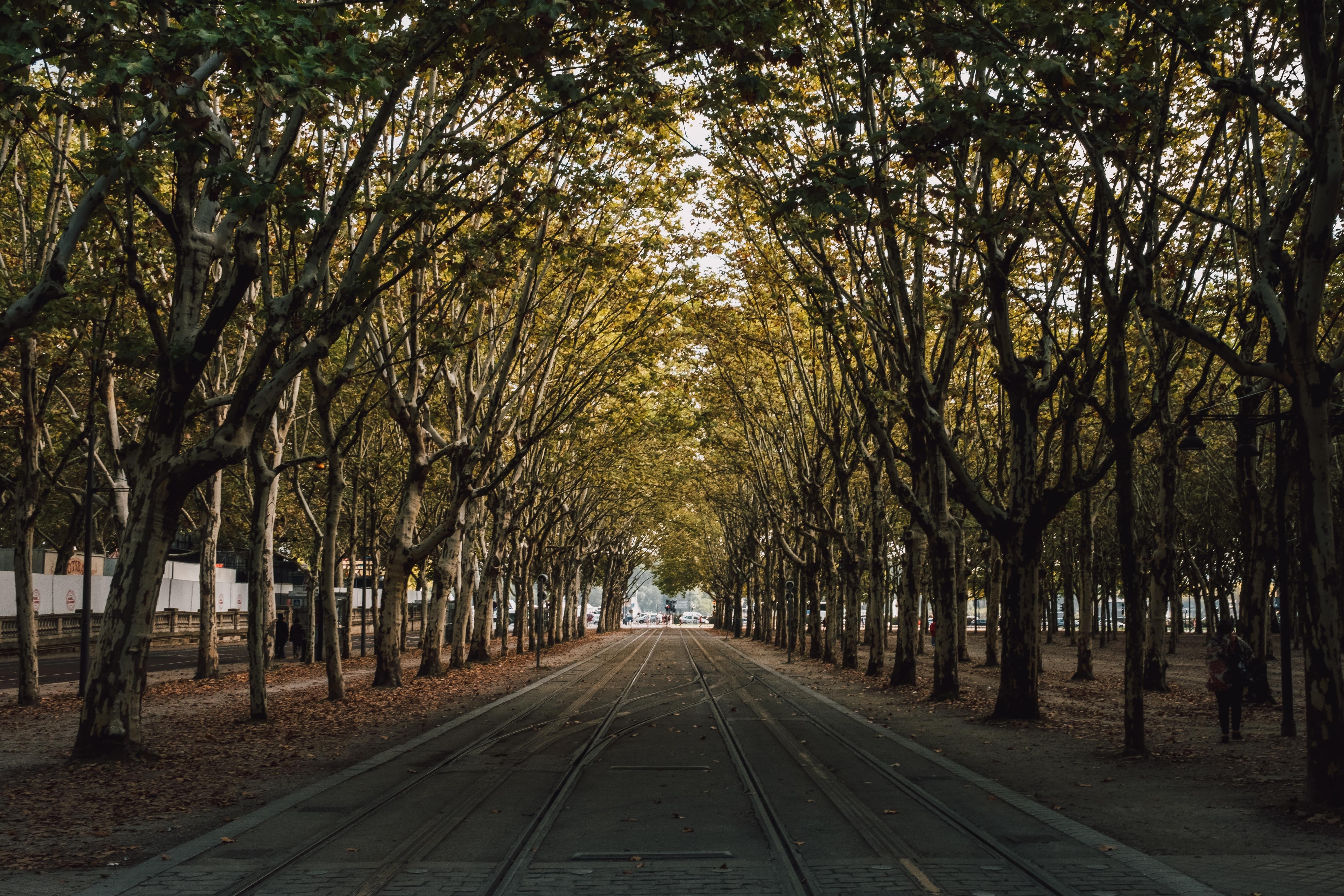 Why France Has its Iconic Tree-Lined Roads