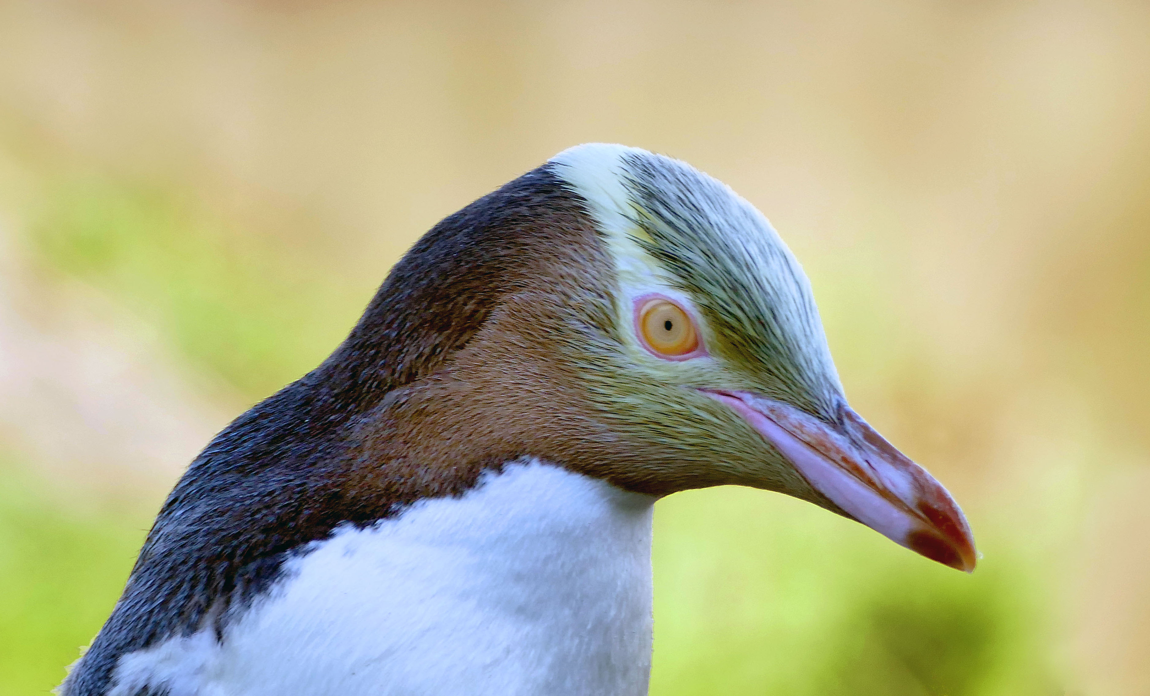 The yellow-eyed penguin. nz photo
