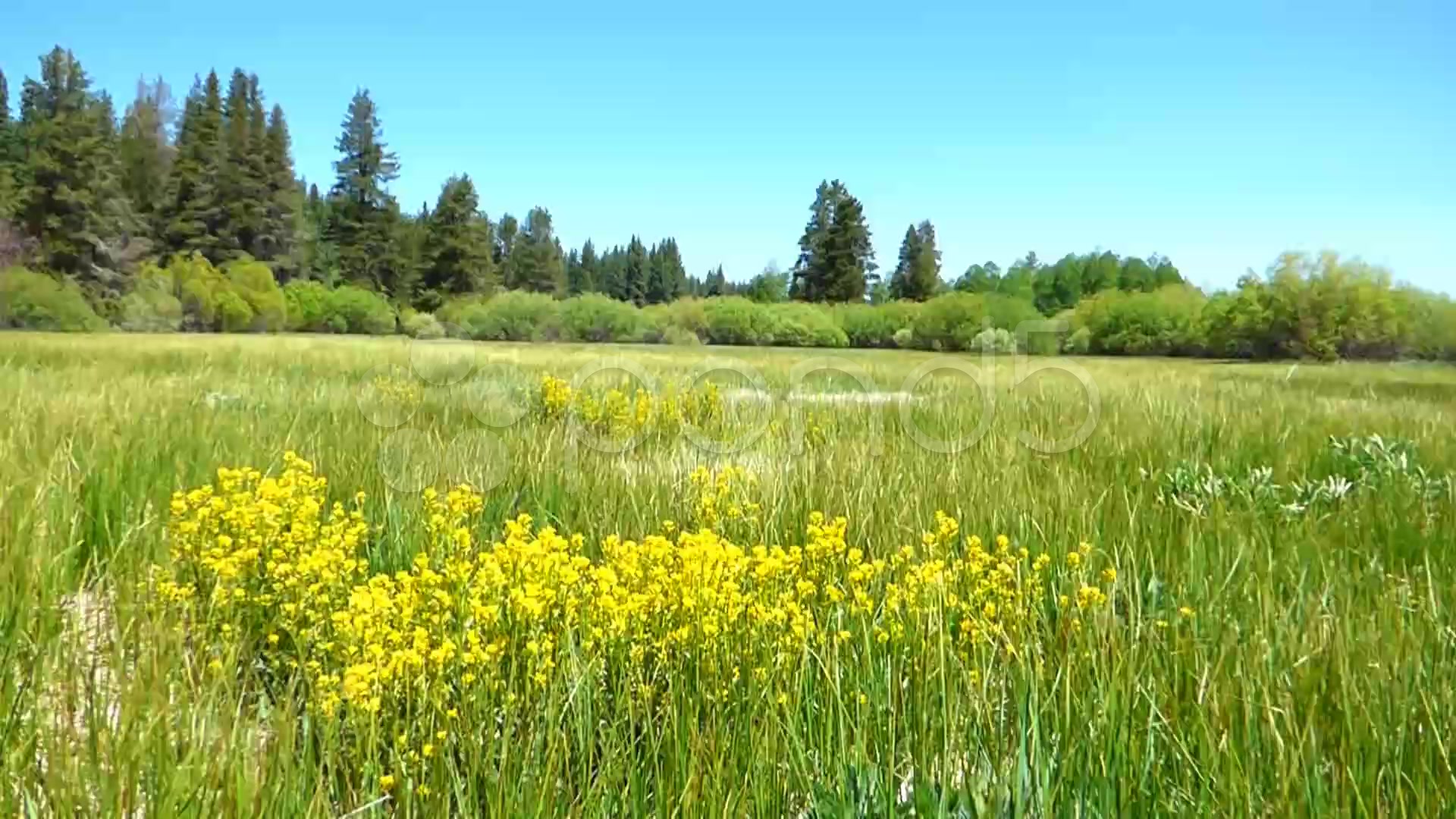 Waving Grass and Yellow Meadow Flowers ~ Clip #39387112