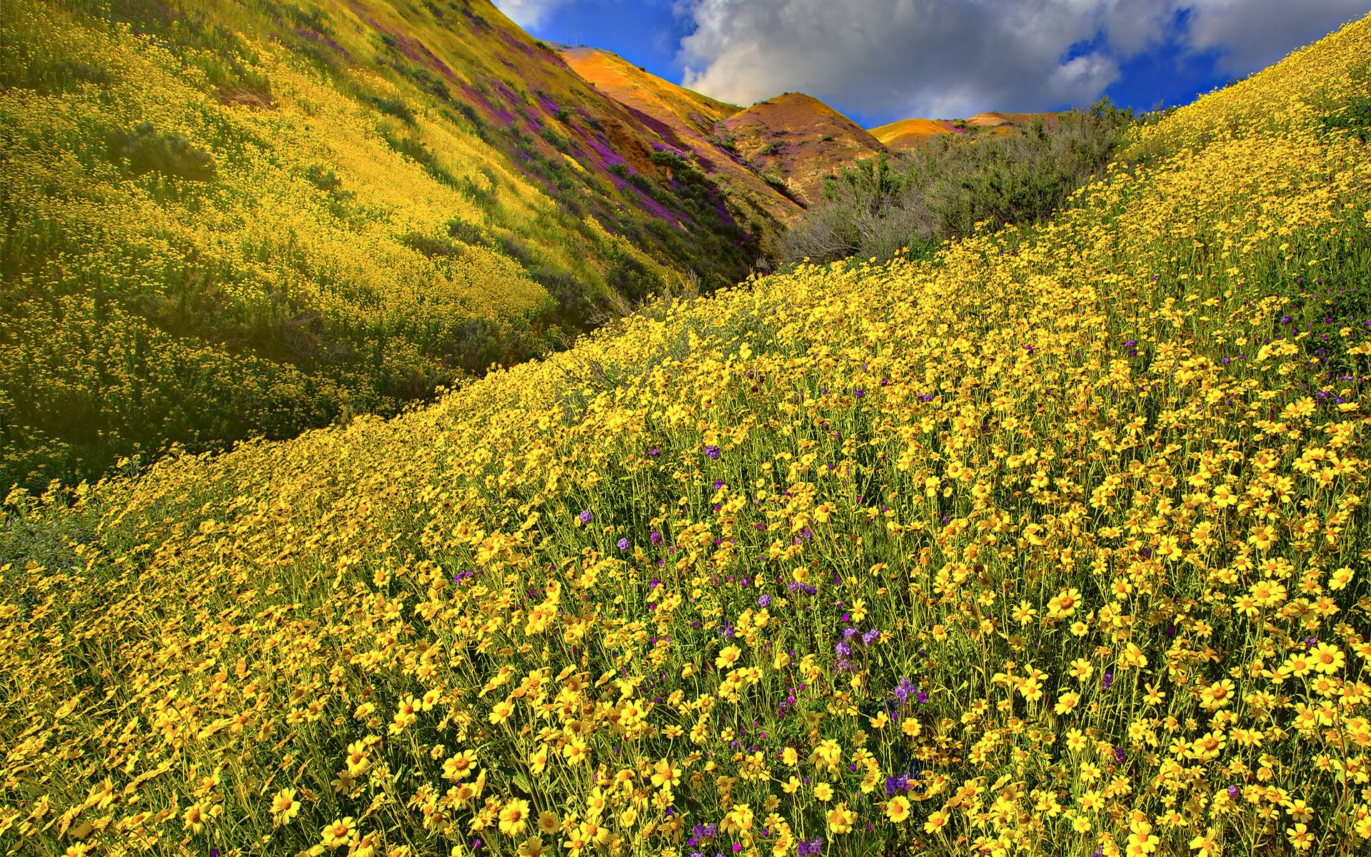 Flowers: Meadow Mountains Wonderful Yellow Fields Flowers ...