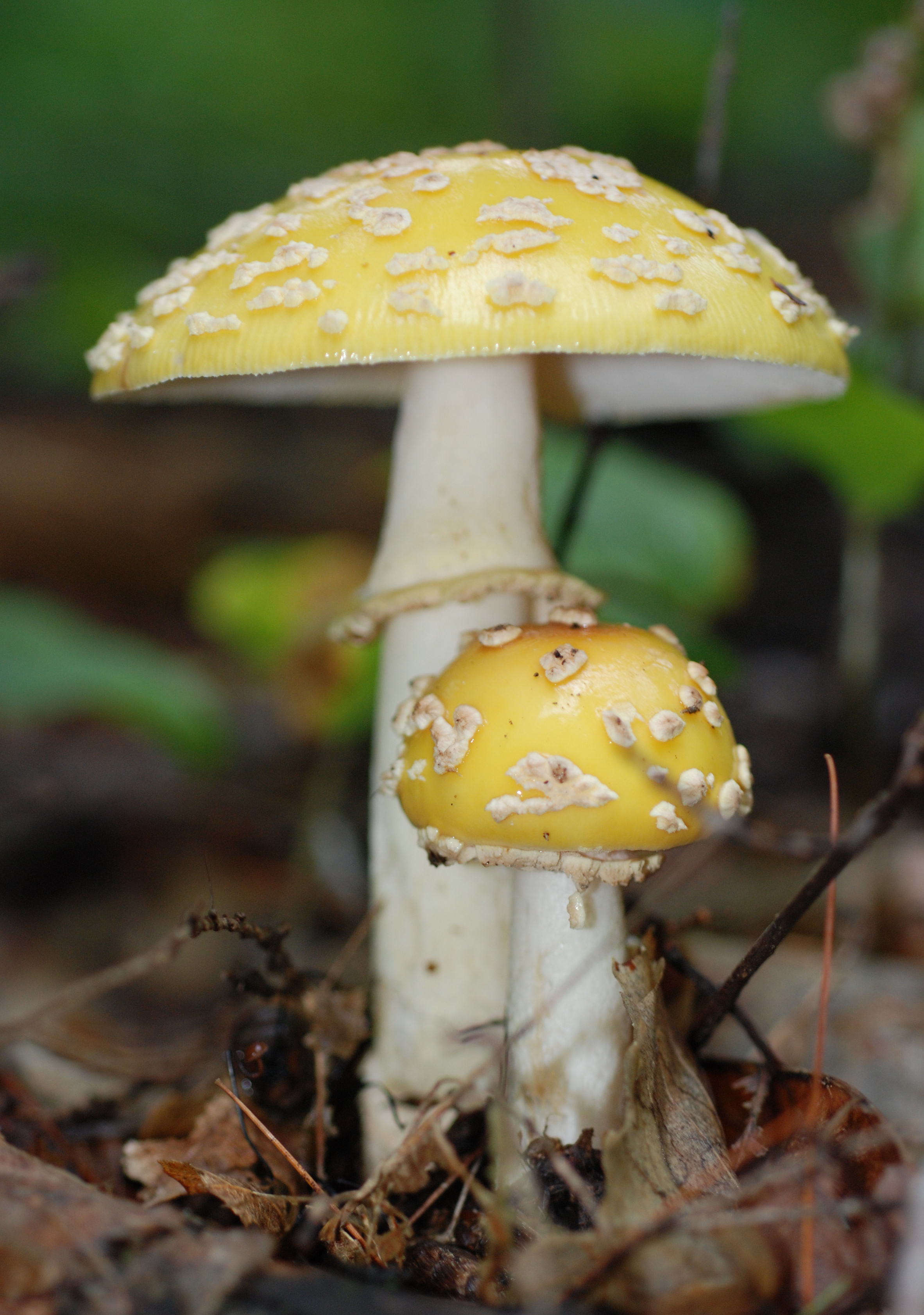 Yellow mushrooms photo