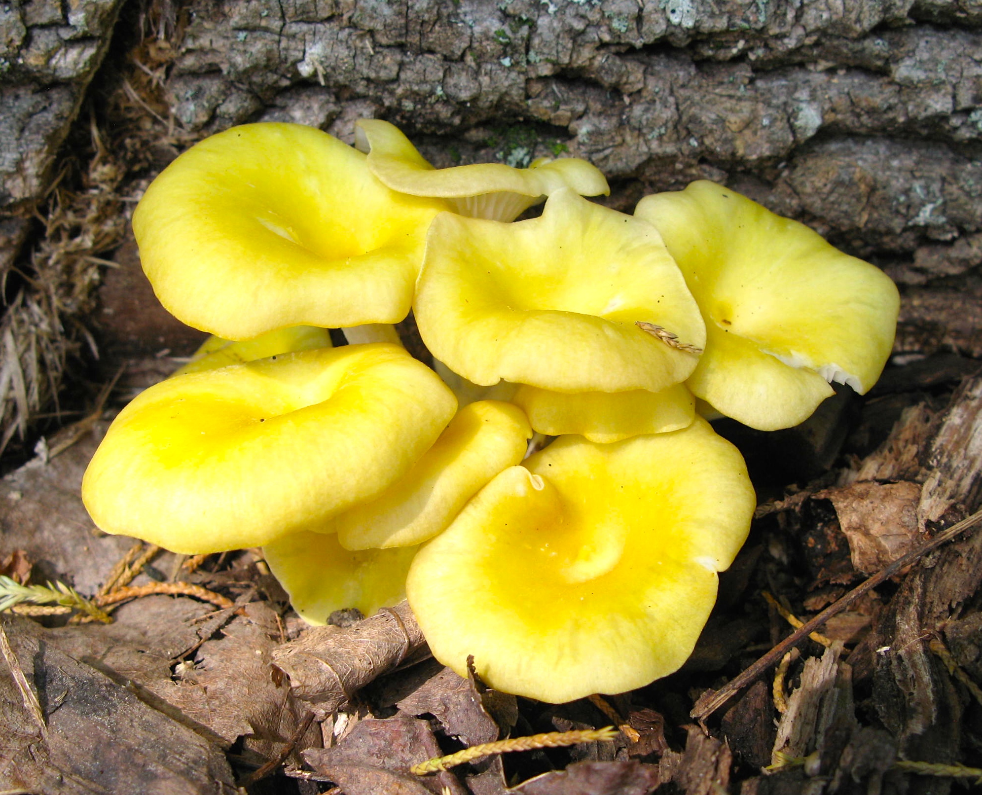 Yellow forest mushrooms photo