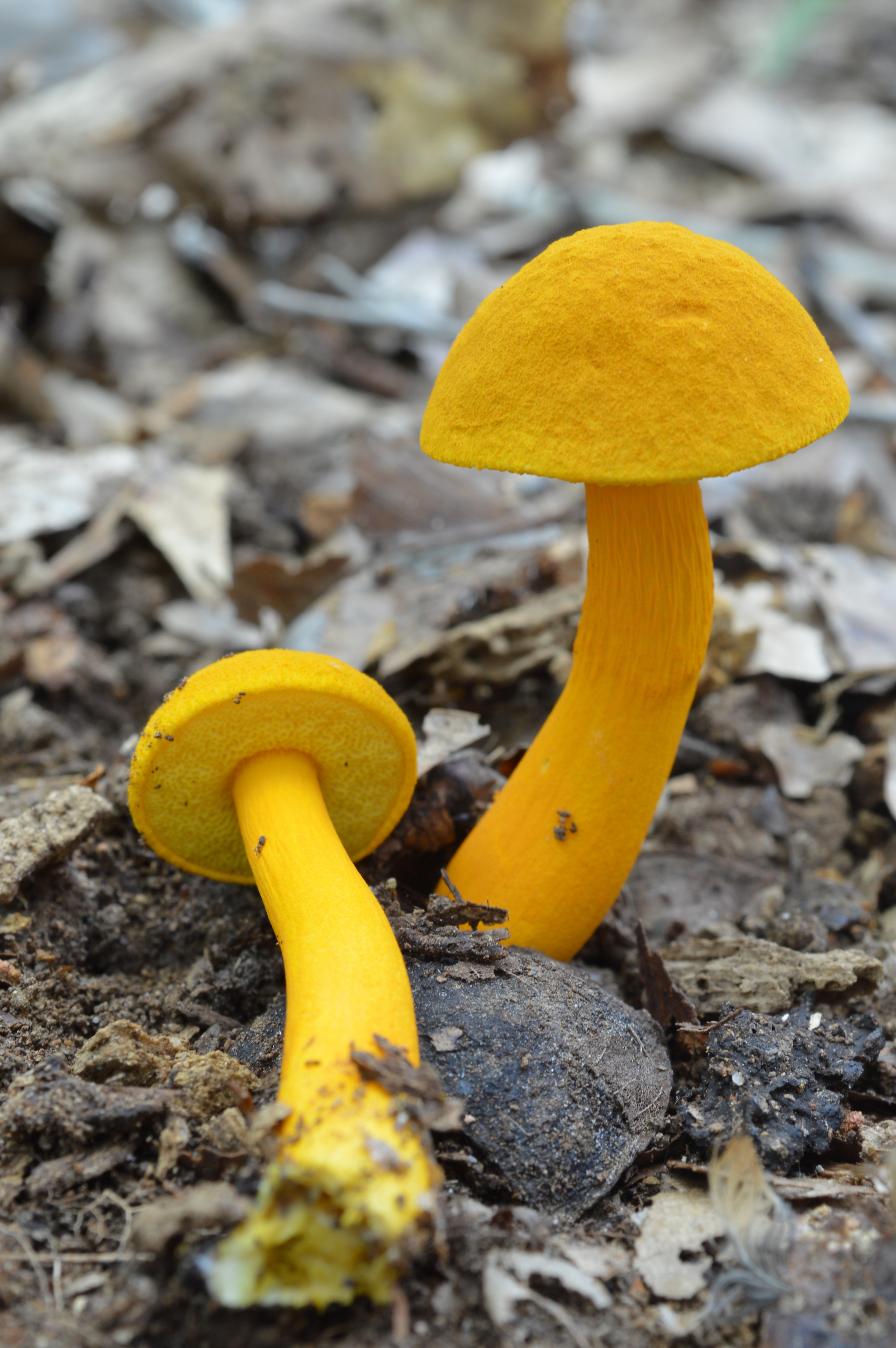 2. Found in Florida | Product categories | The Bolete Filter
