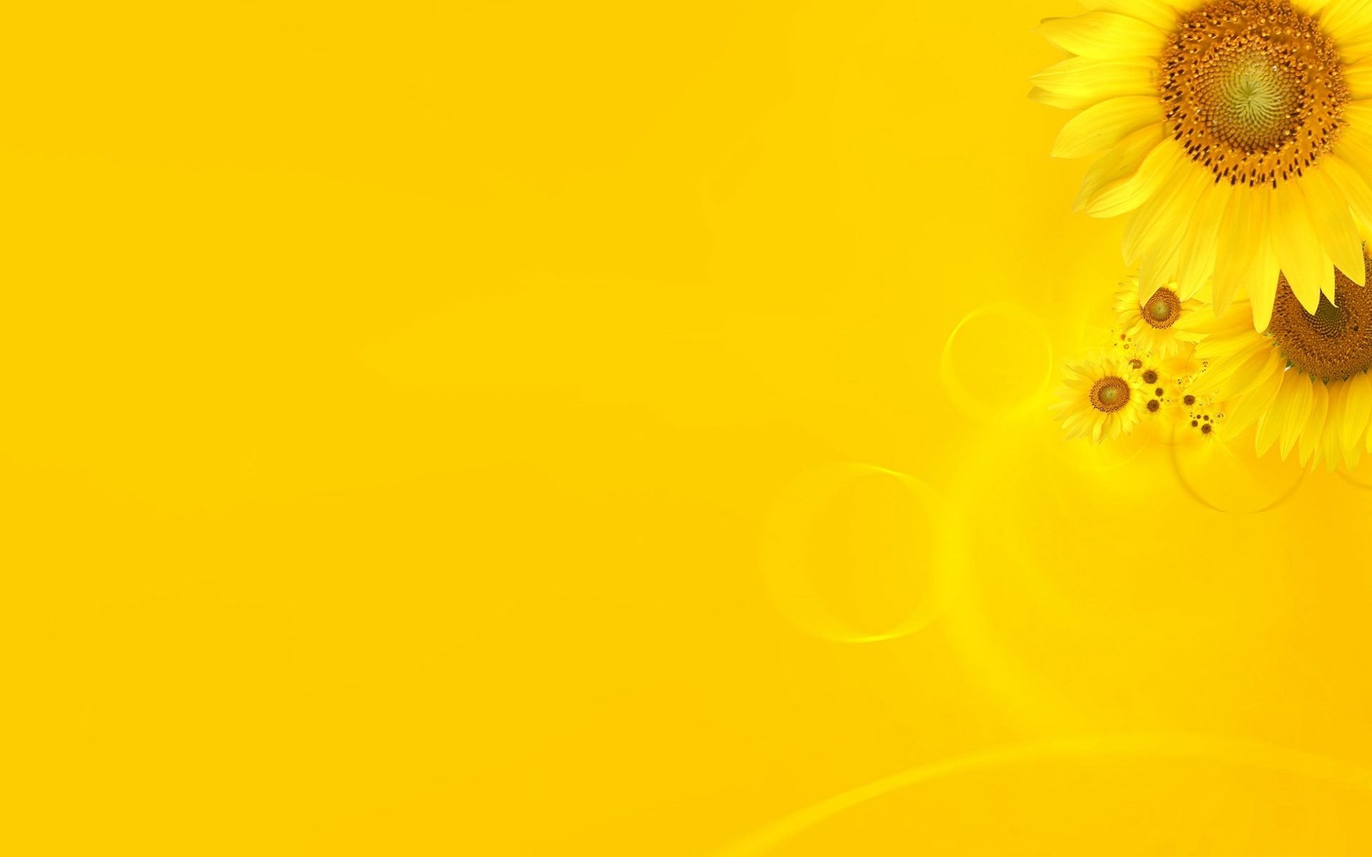 Yellow sunflower theme HD wallpapers | HD Wallpapers Rocks