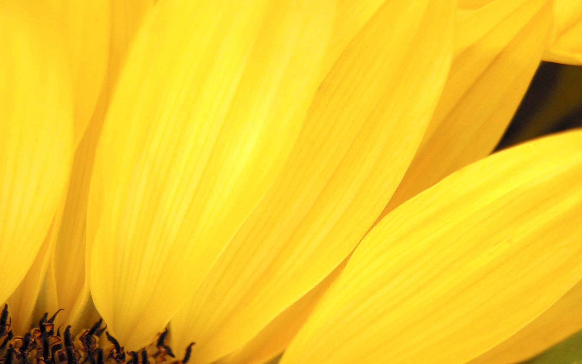 Nature, theme, yellow, flowers (#227283)