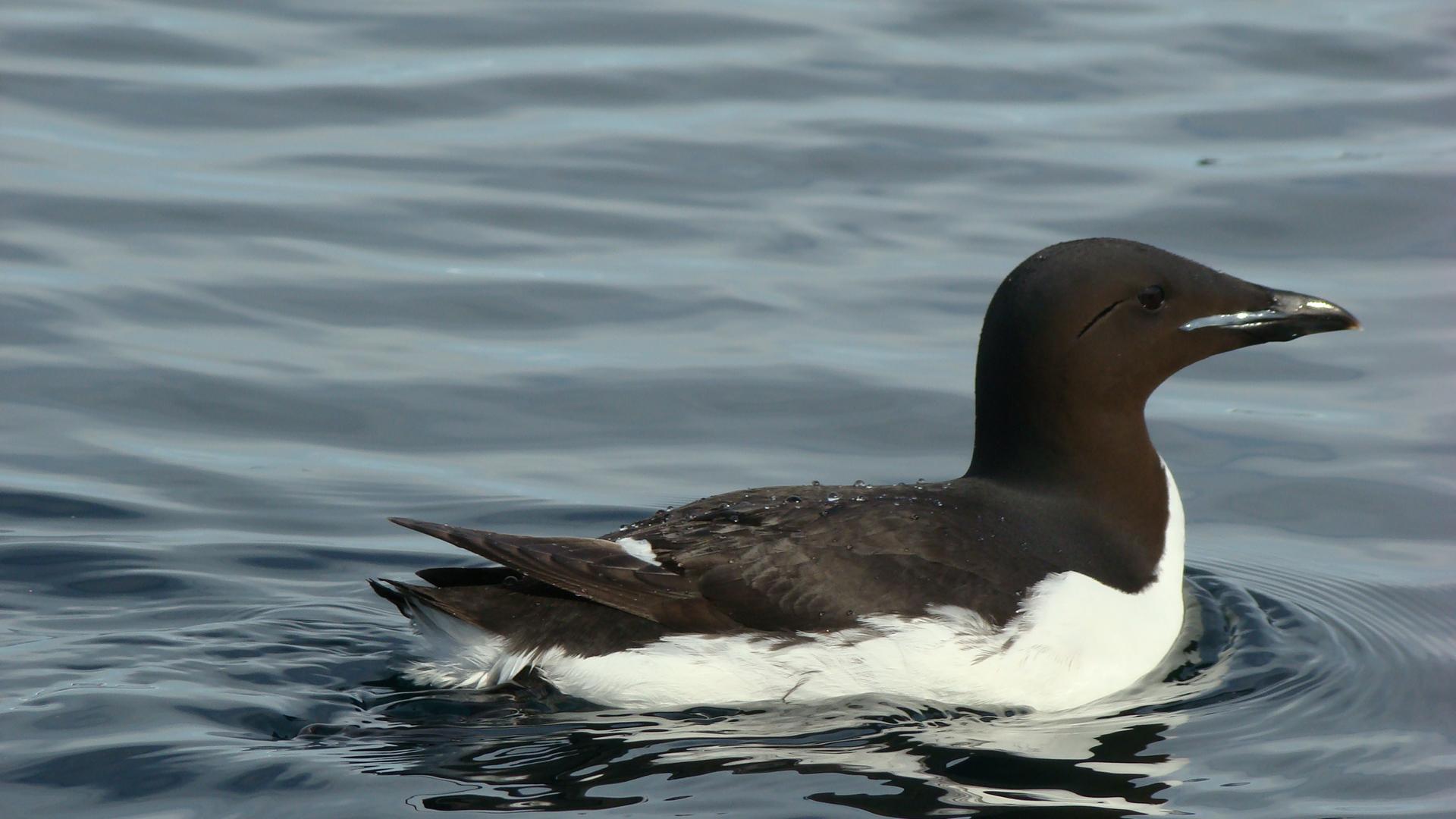 Thick-billed Murre (Uria lomvia) An adult swimming nearby the colony ...
