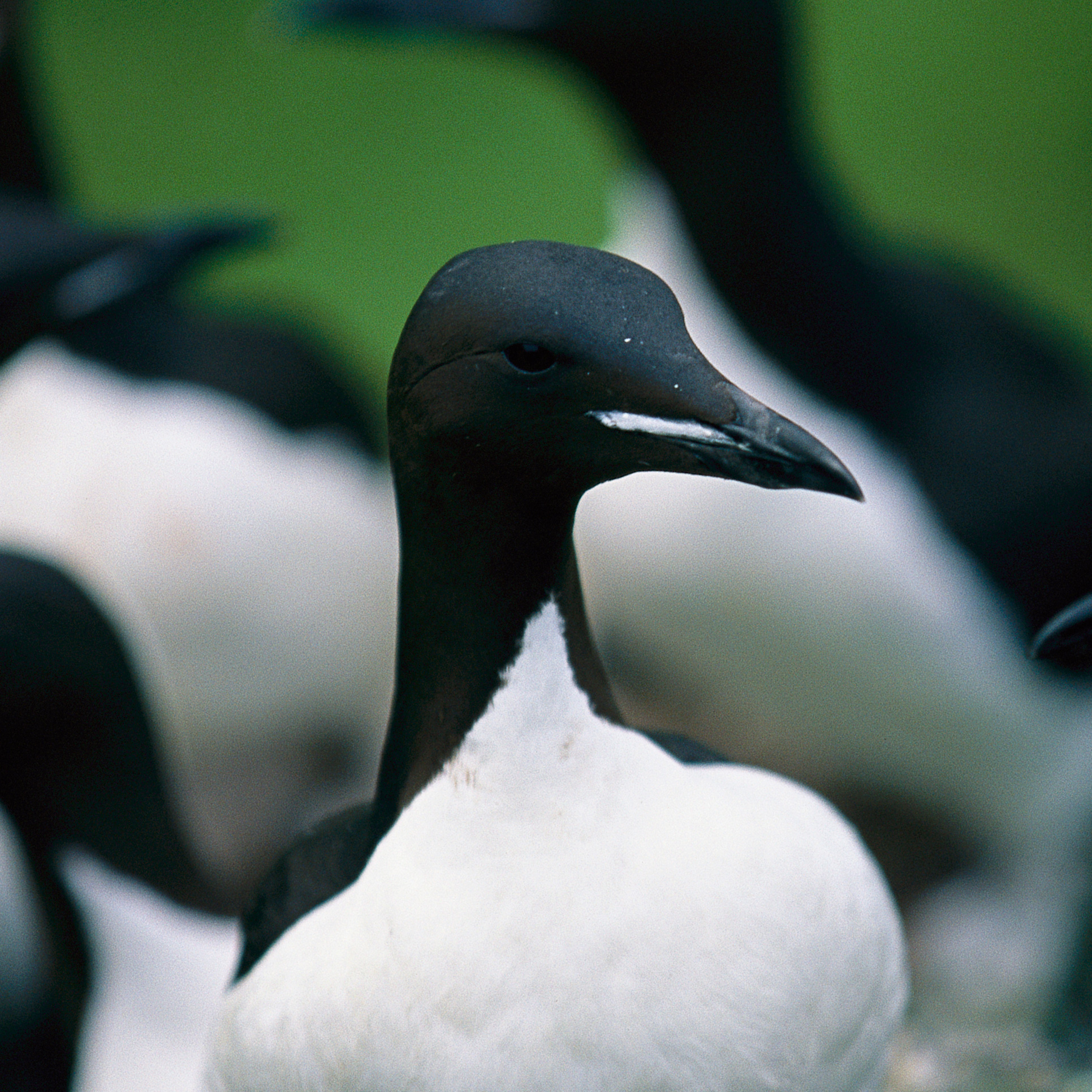 Thick-Billed Murre | National Geographic