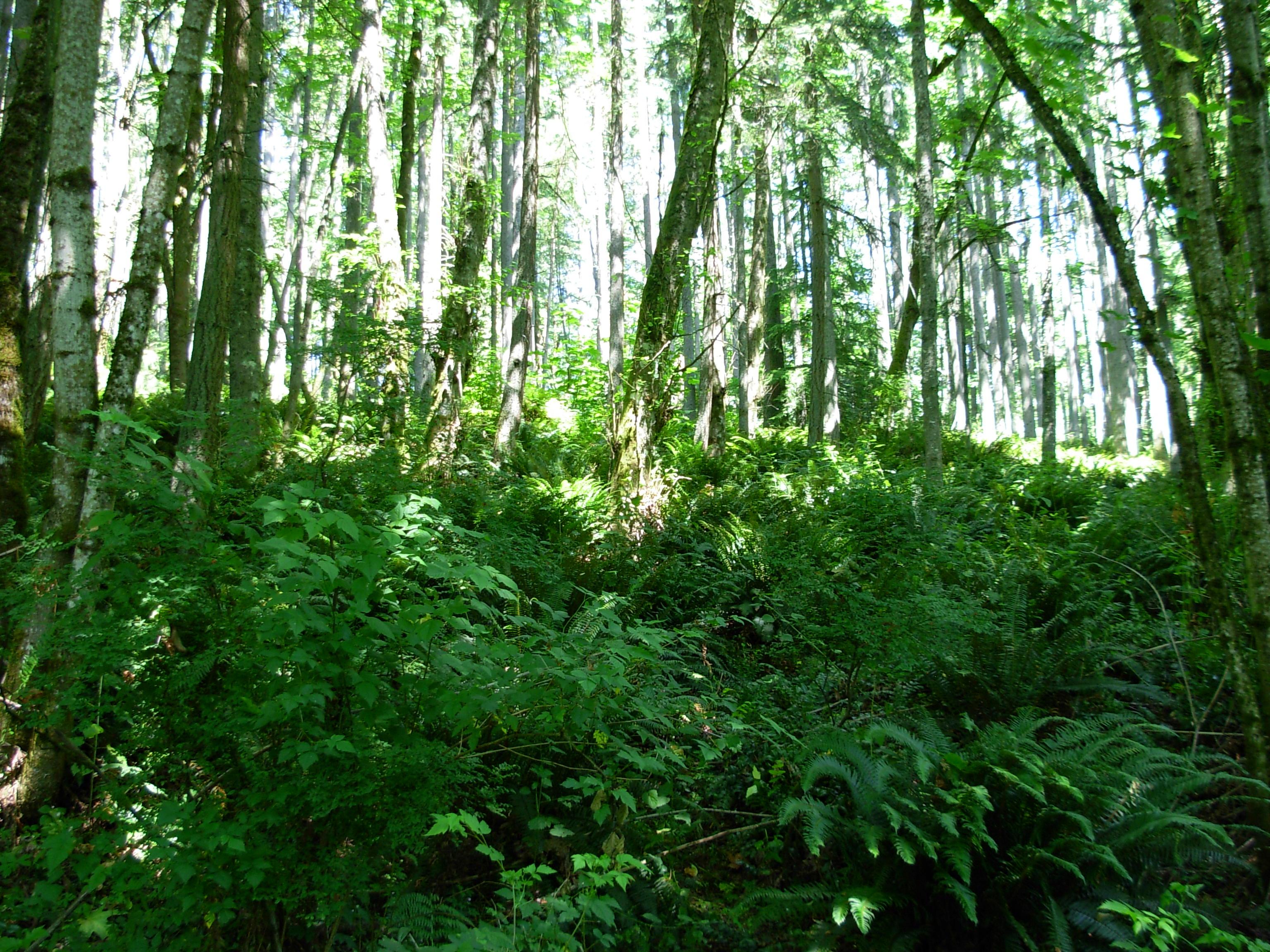Thick Forest On Lord Hill... : Photos, Diagrams & Topos : SummitPost