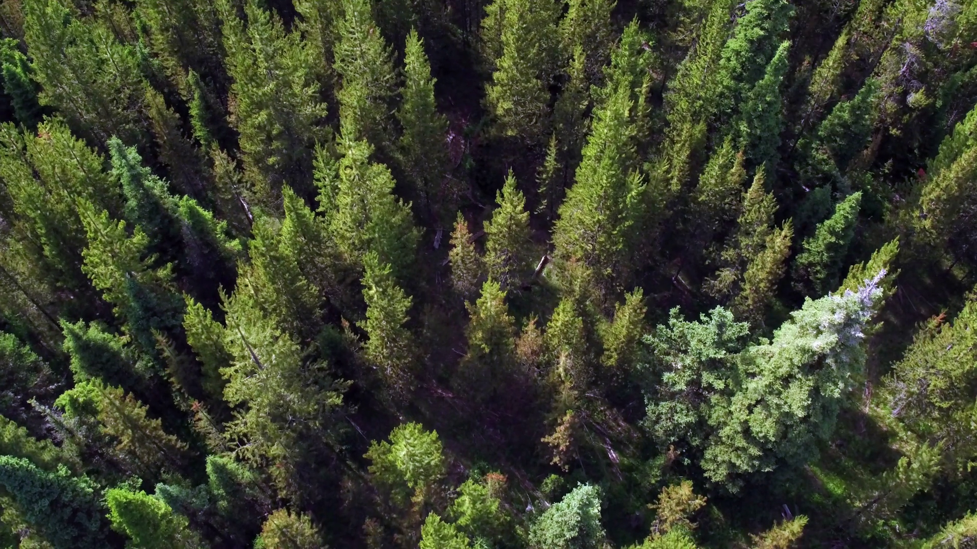 Flying over thick forest looking down at trees in Montana. Stock ...
