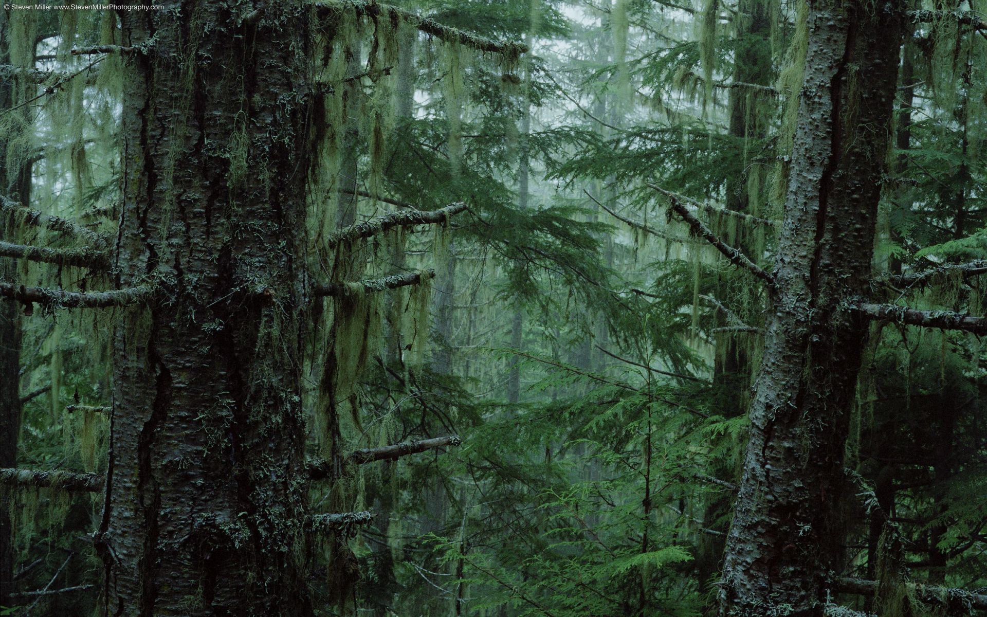 thick forest - Bing Images | Into the woods I go... | Pinterest