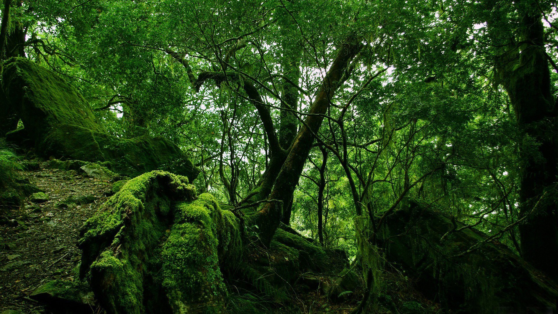 thick forest tree branches stones branch moss green flowers HD wallpaper