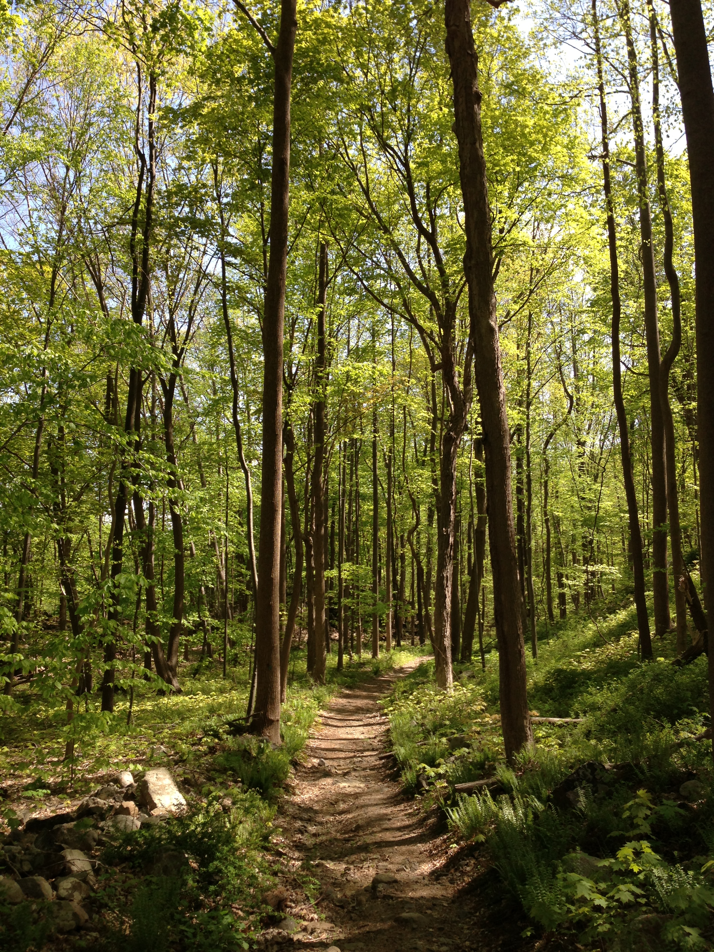 File:2013-05-06 15 15 34 Thick forest while hiking south along the ...