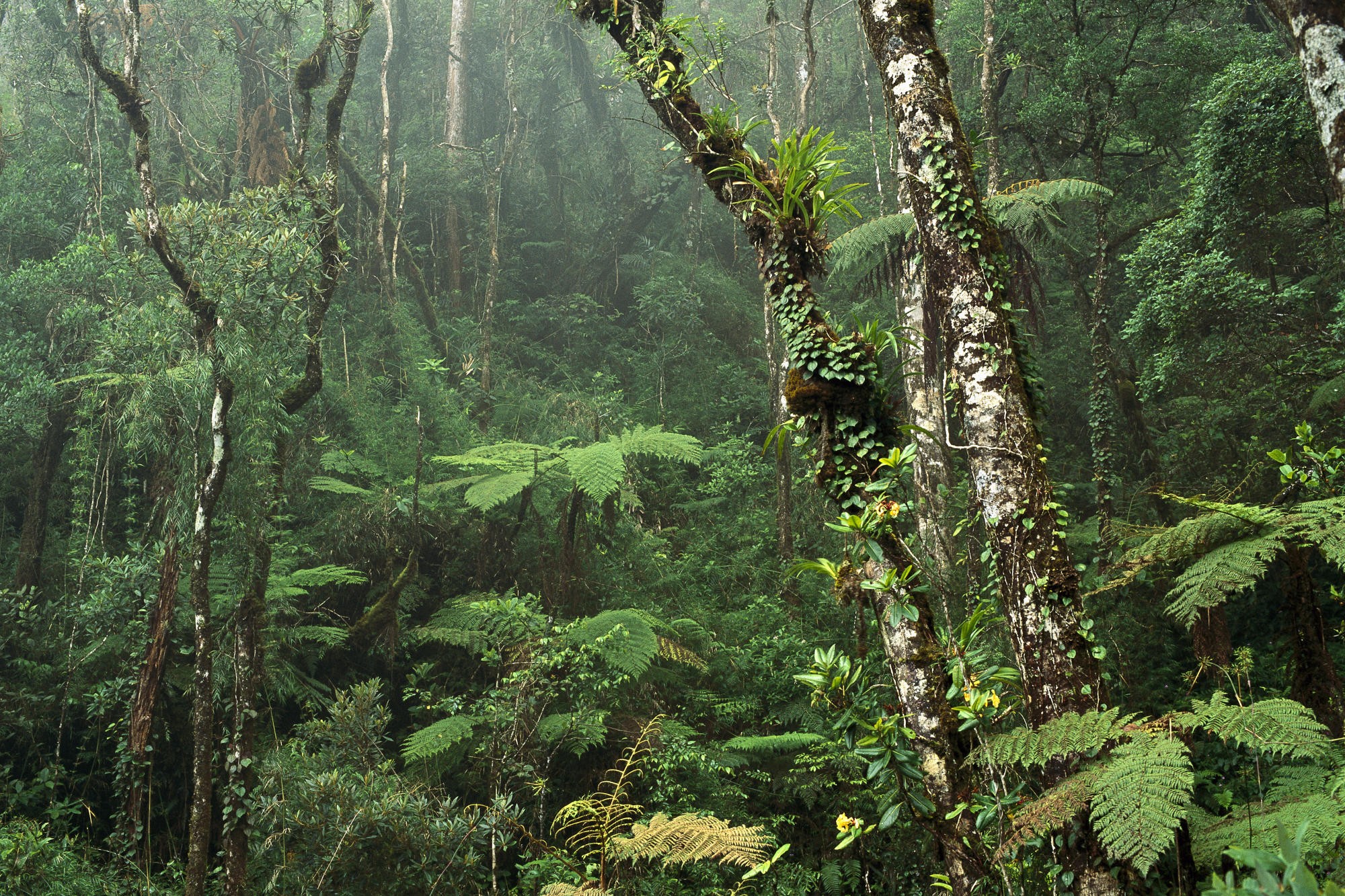 Forests: Amazon Rainforest Forest Jungle Thick Dense Dual Monitor ...