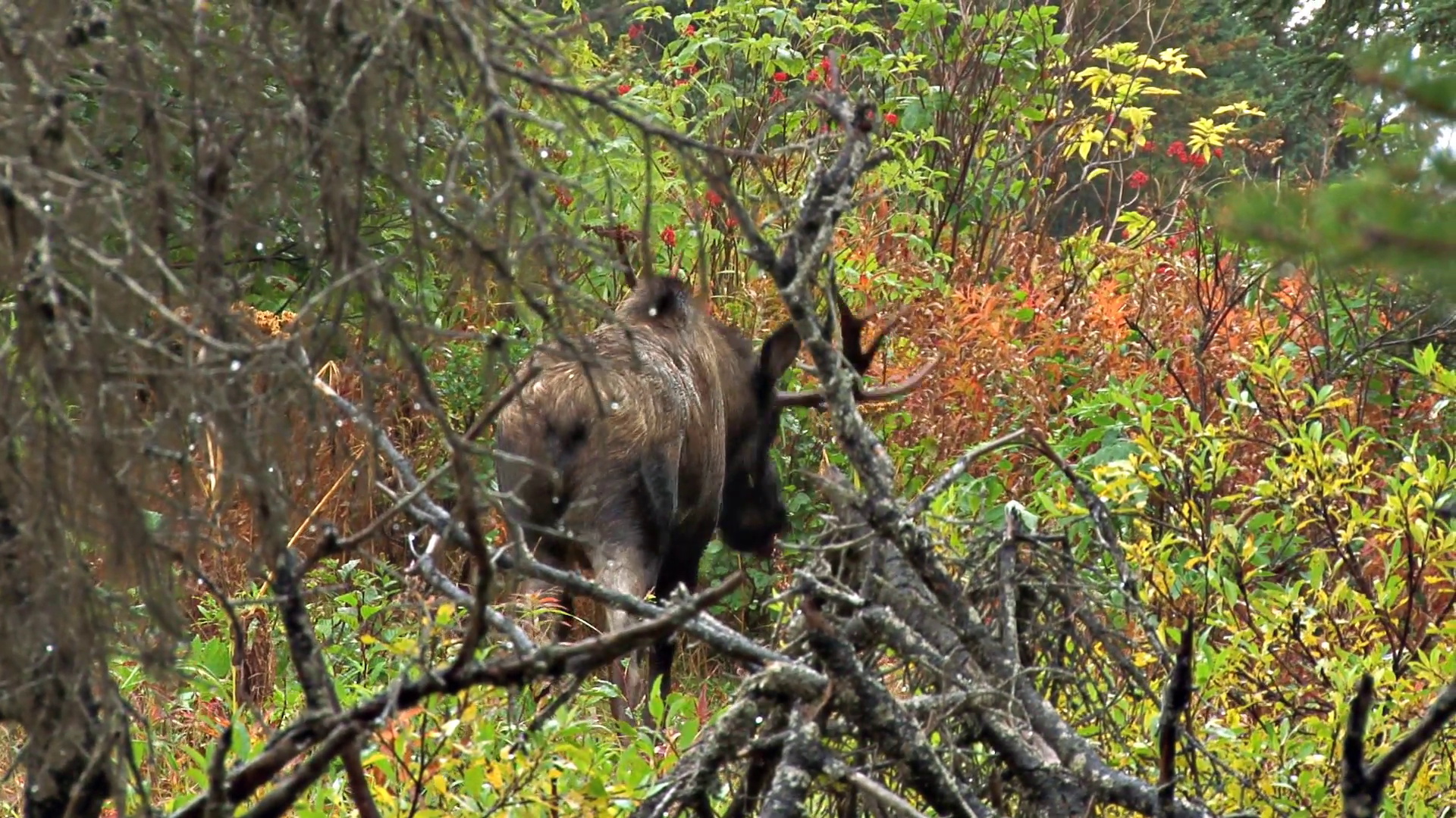 Bull Moose Retreating into Thick Forest Stock Video Footage ...