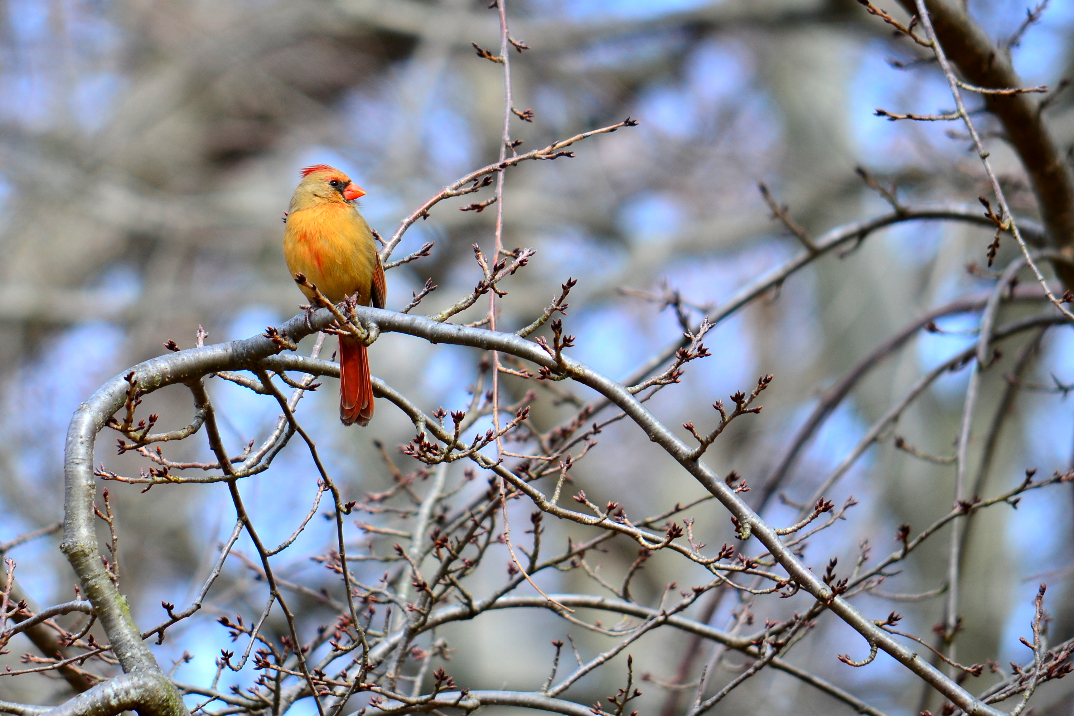 Female Northern Cardinal Perched on Thin Branches