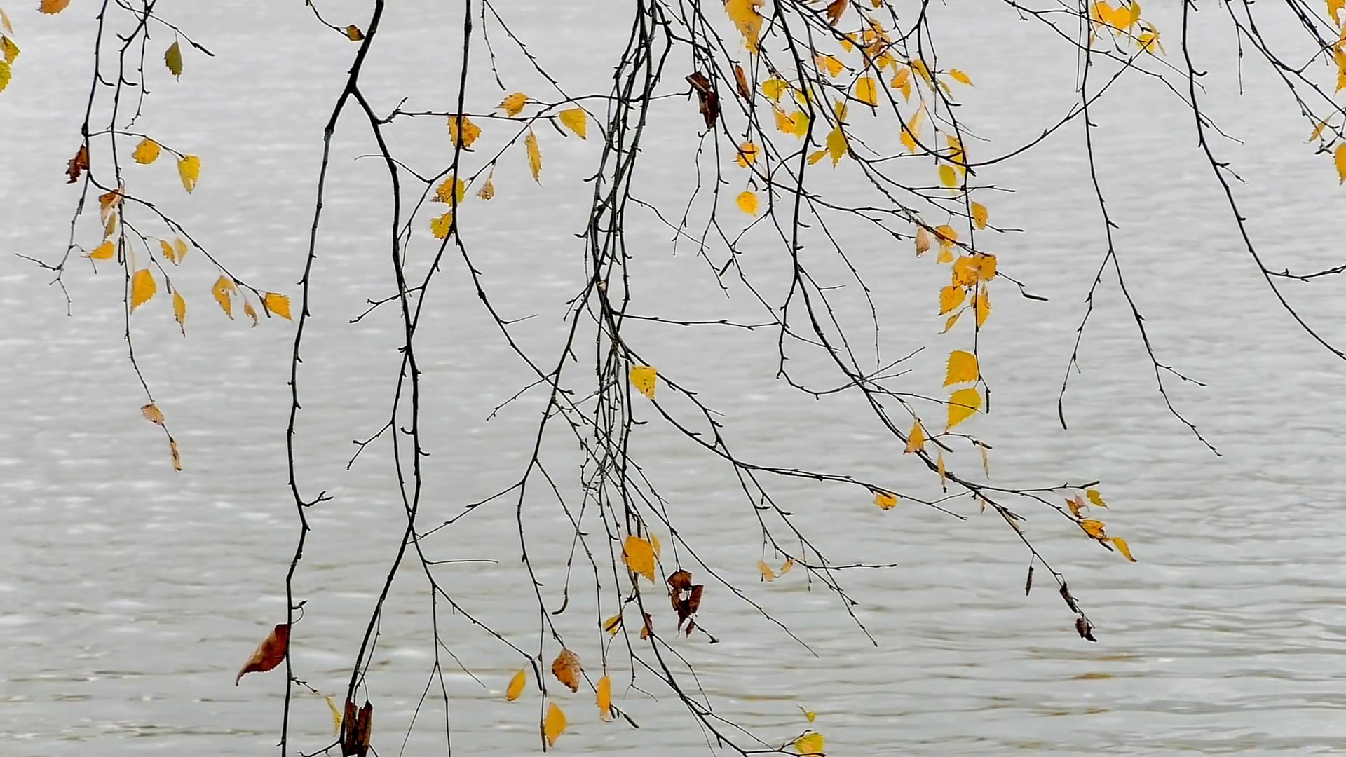 Thin birch branches with the last yellow leaves in the wind against ...