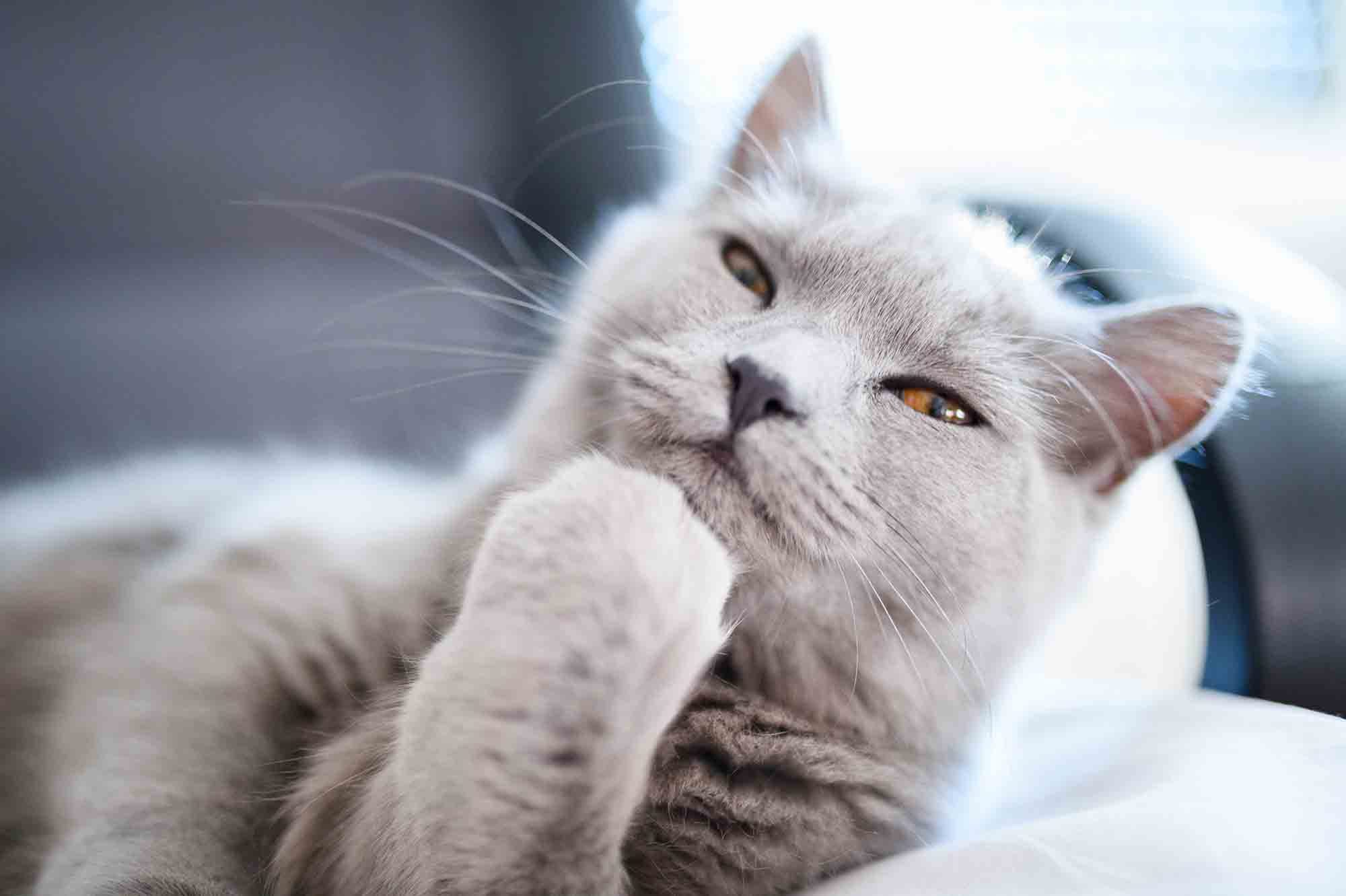 Deep Thoughts: What is Your Cat Thinking Throughout the Day? | Cat ...