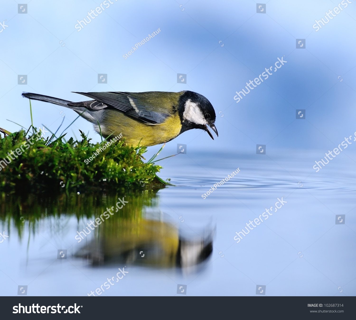 Thirsty bird photo