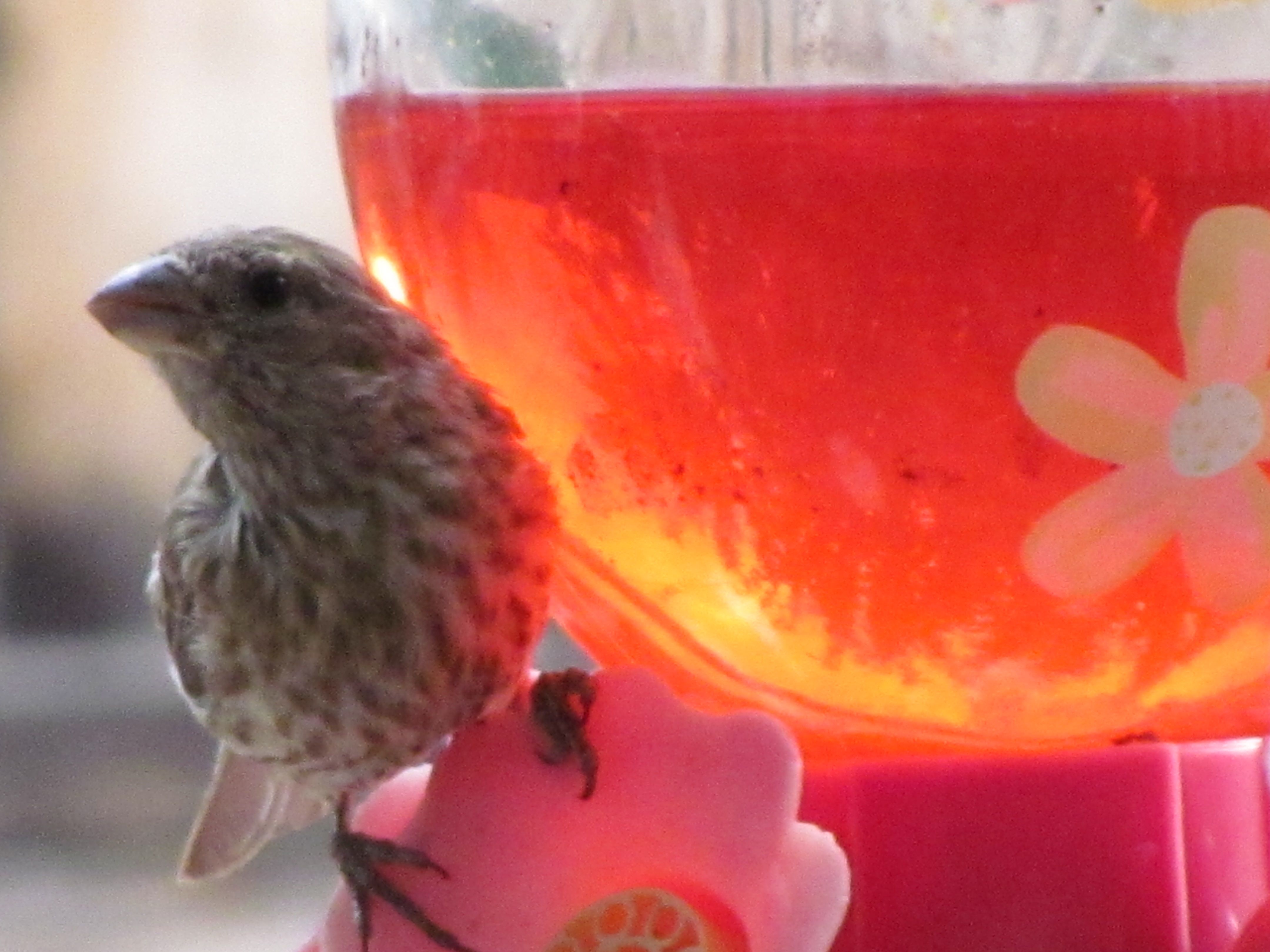 Thirsty bird trying to drink the hummingbrds food. | My Amature ...