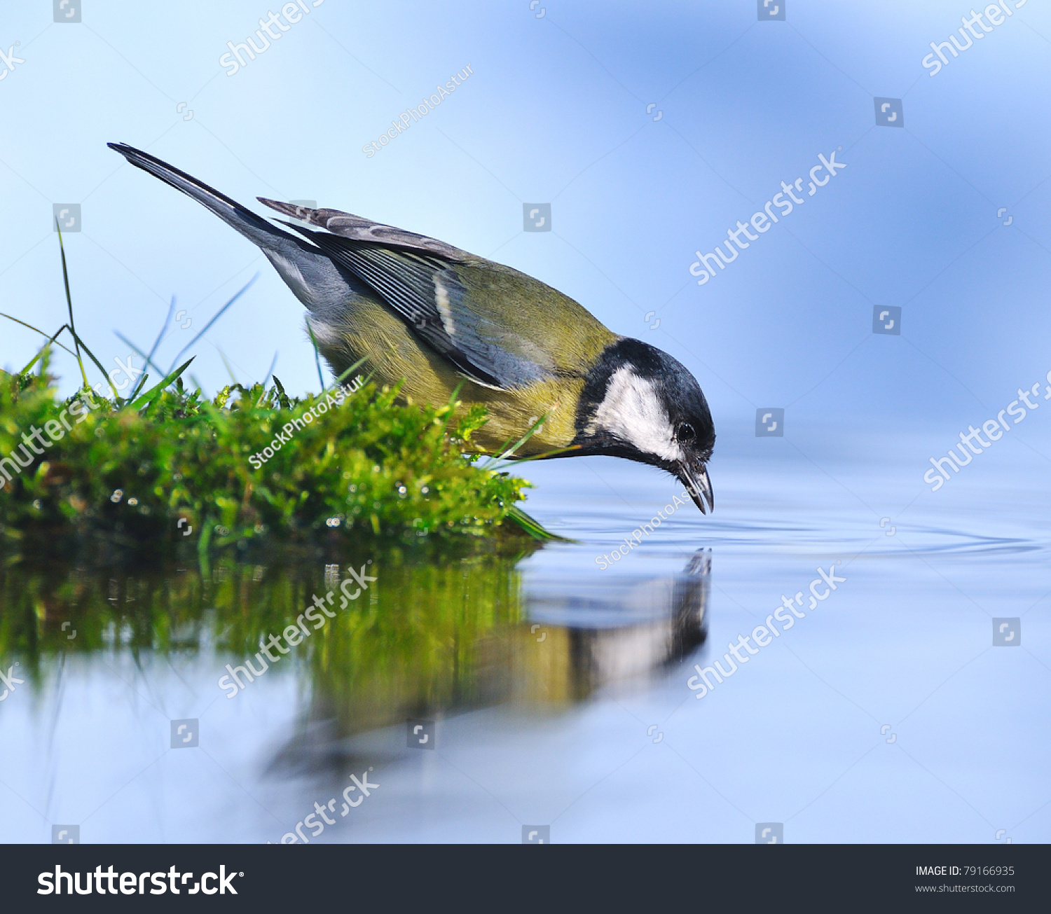 Thirsty Bird On River Bank Stock Photo (Royalty Free) 79166935 ...