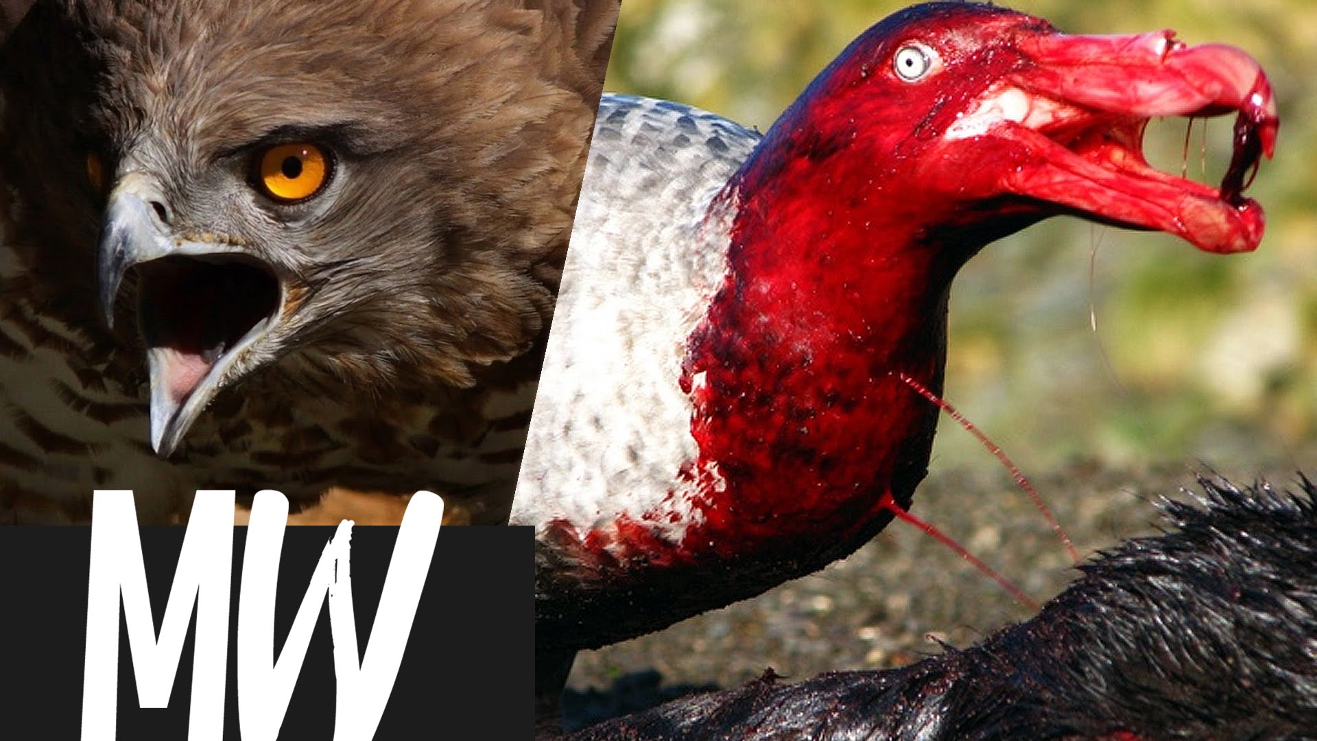 Top 10 Most Blood-Thirsty Birds - YouTube