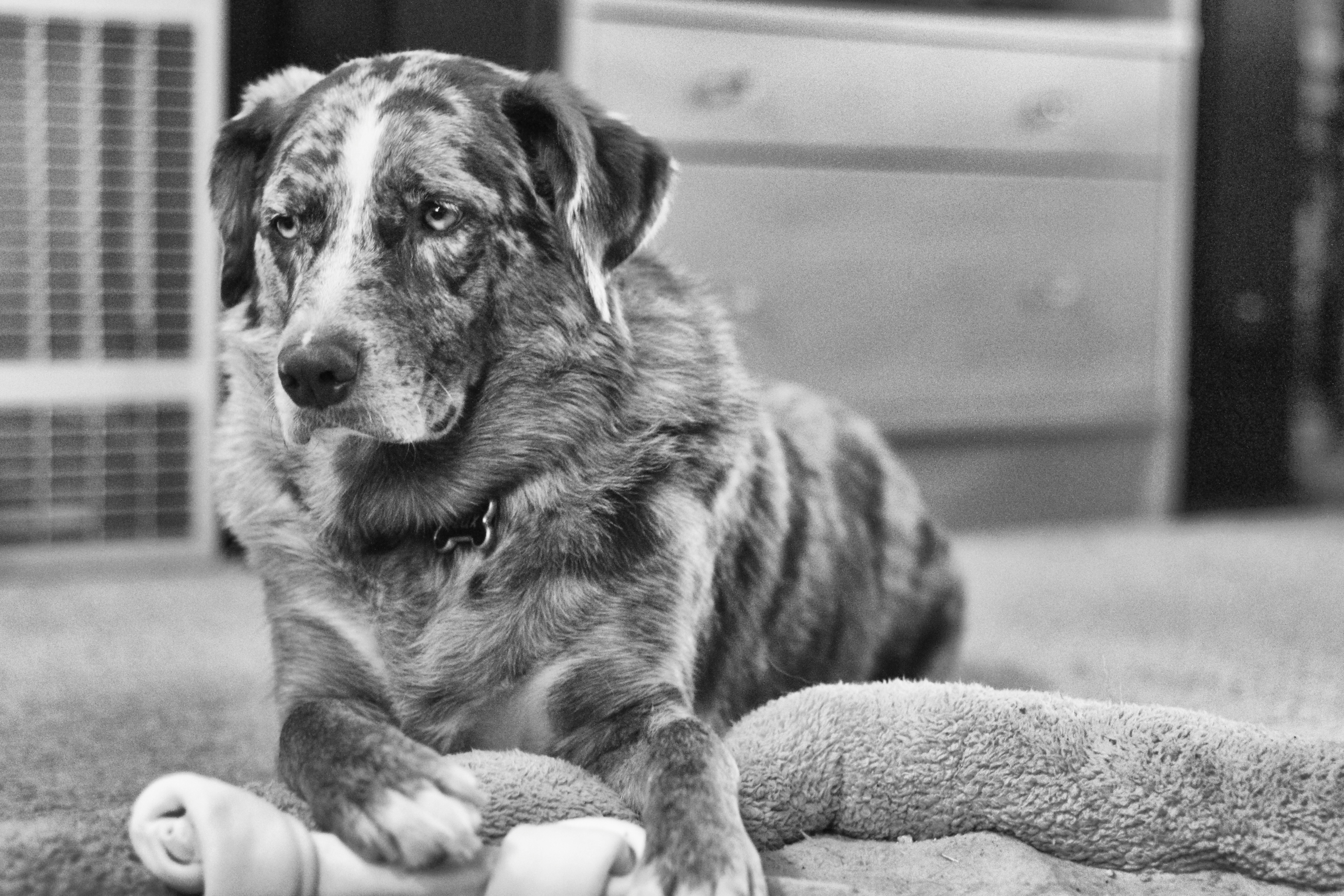 This is My Concerned About The World Look, Animal, Bear, B&w, Dog, HQ Photo