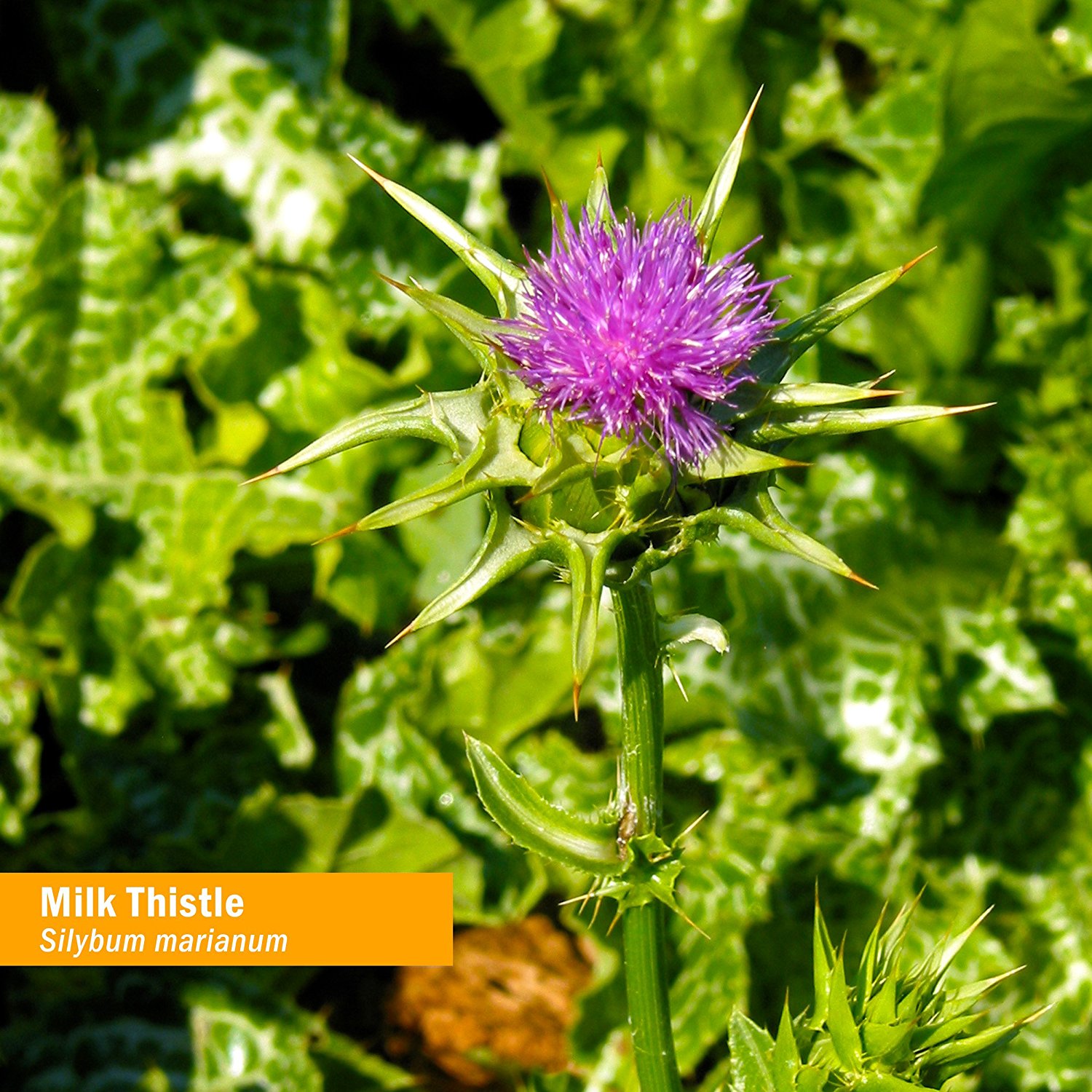 Amazon.com: Herb Pharm Milk Thistle Seed Extract for Liver Function ...