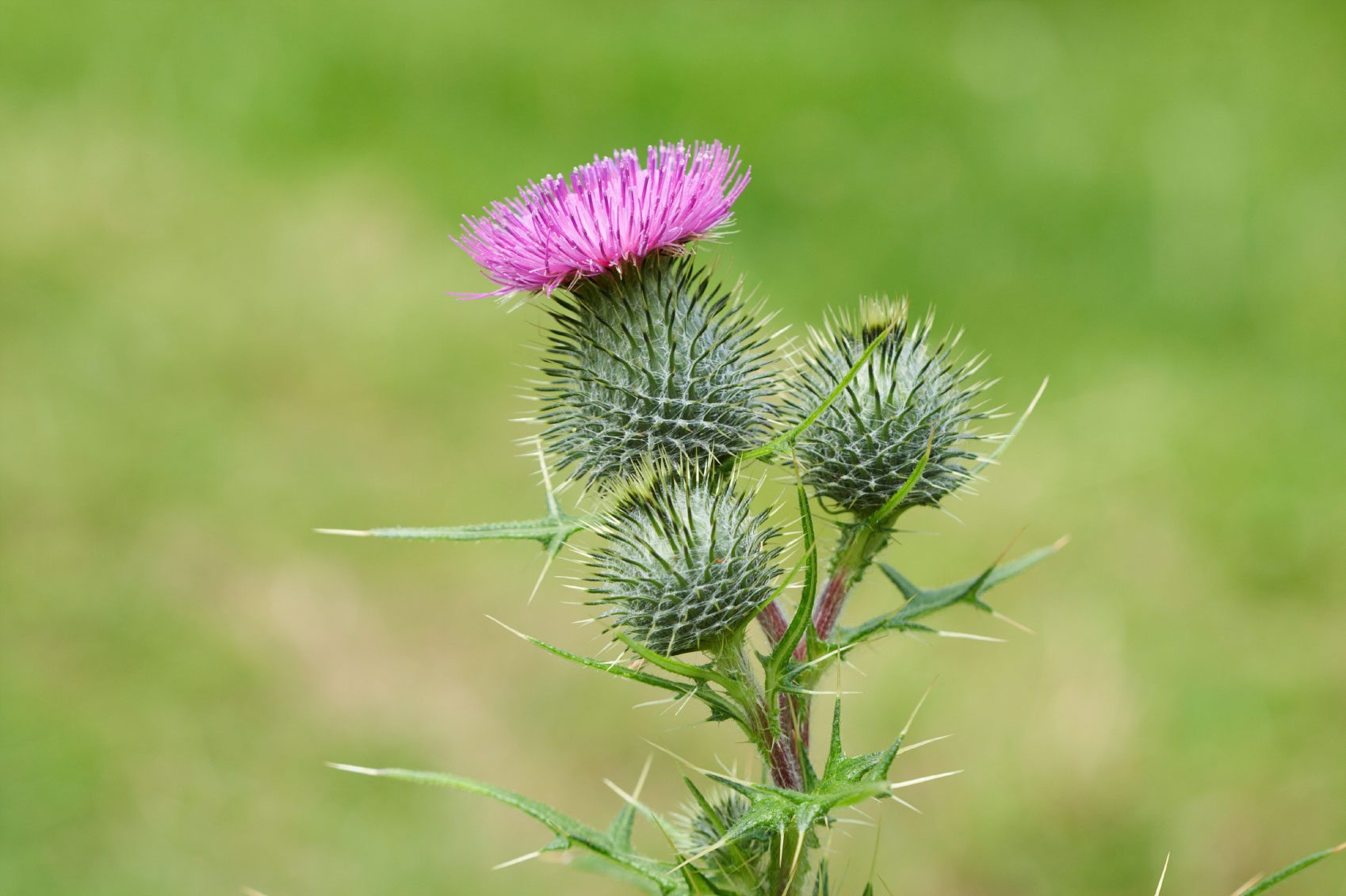 Bull Thistle Removal ? How To Get Rid Of Bull Thistle Weeds