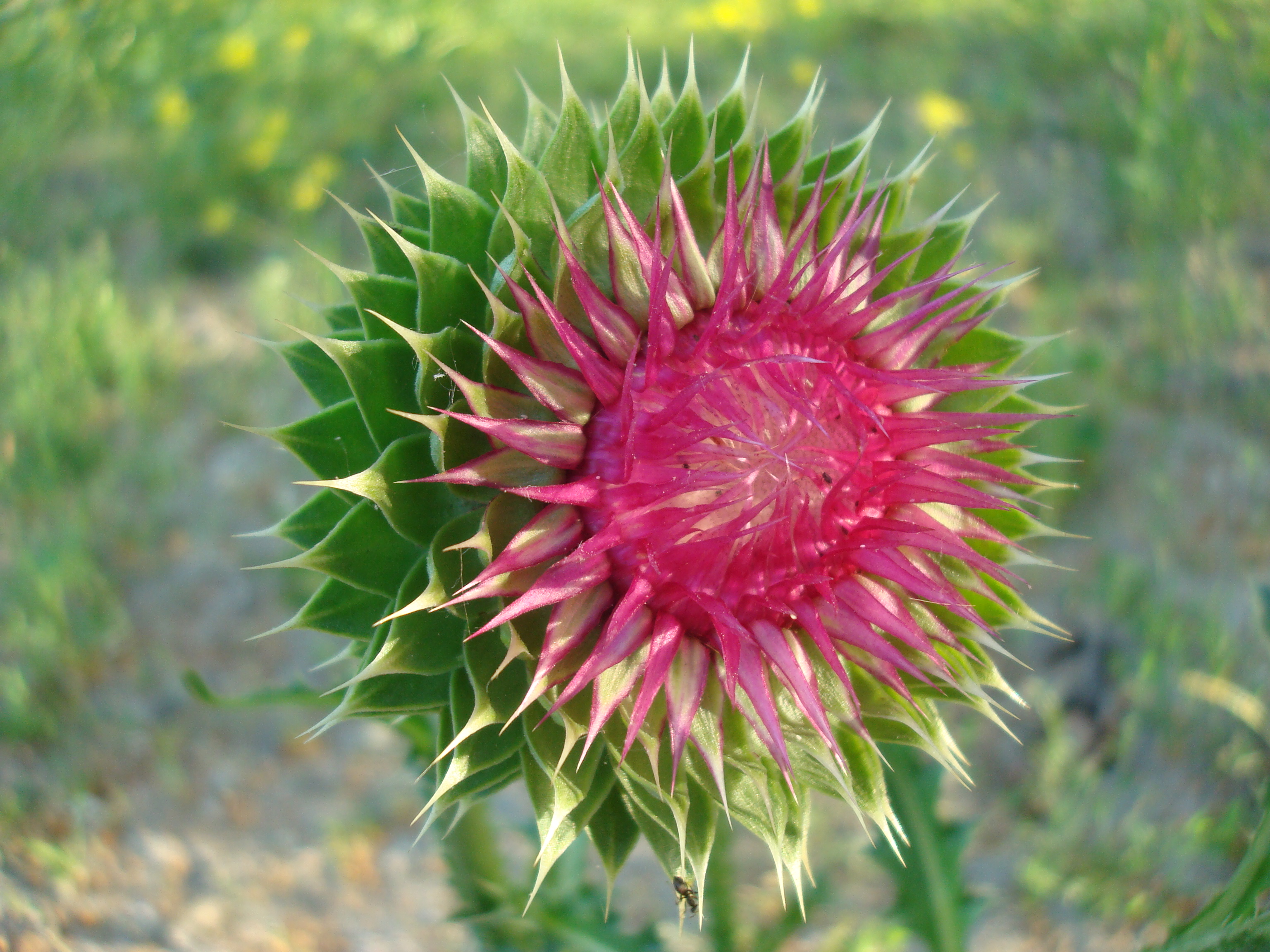 Thistle plant close-up photo