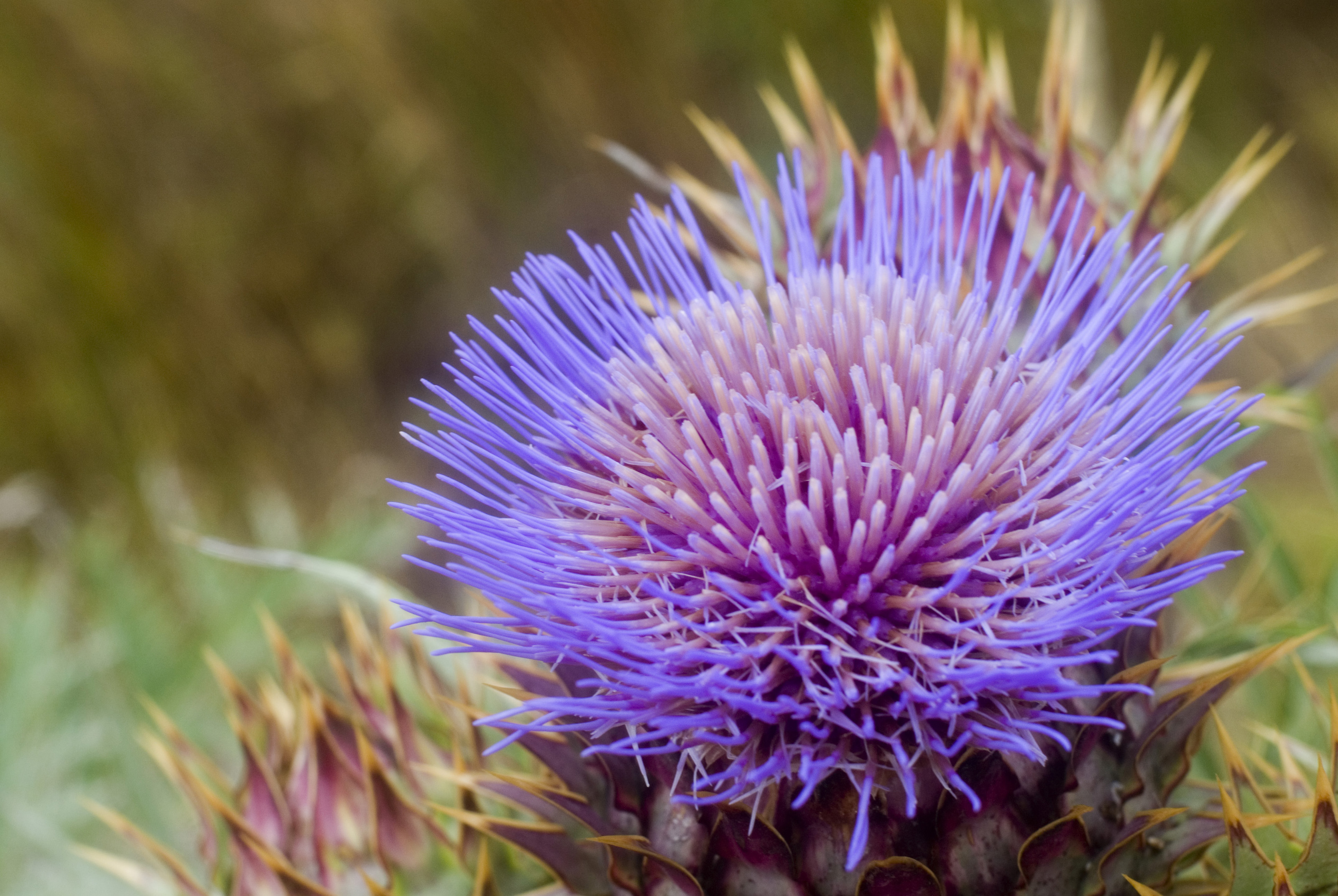 Close Up of Purple Thistle Flower-8932 | Stockarch Free Stock Photos